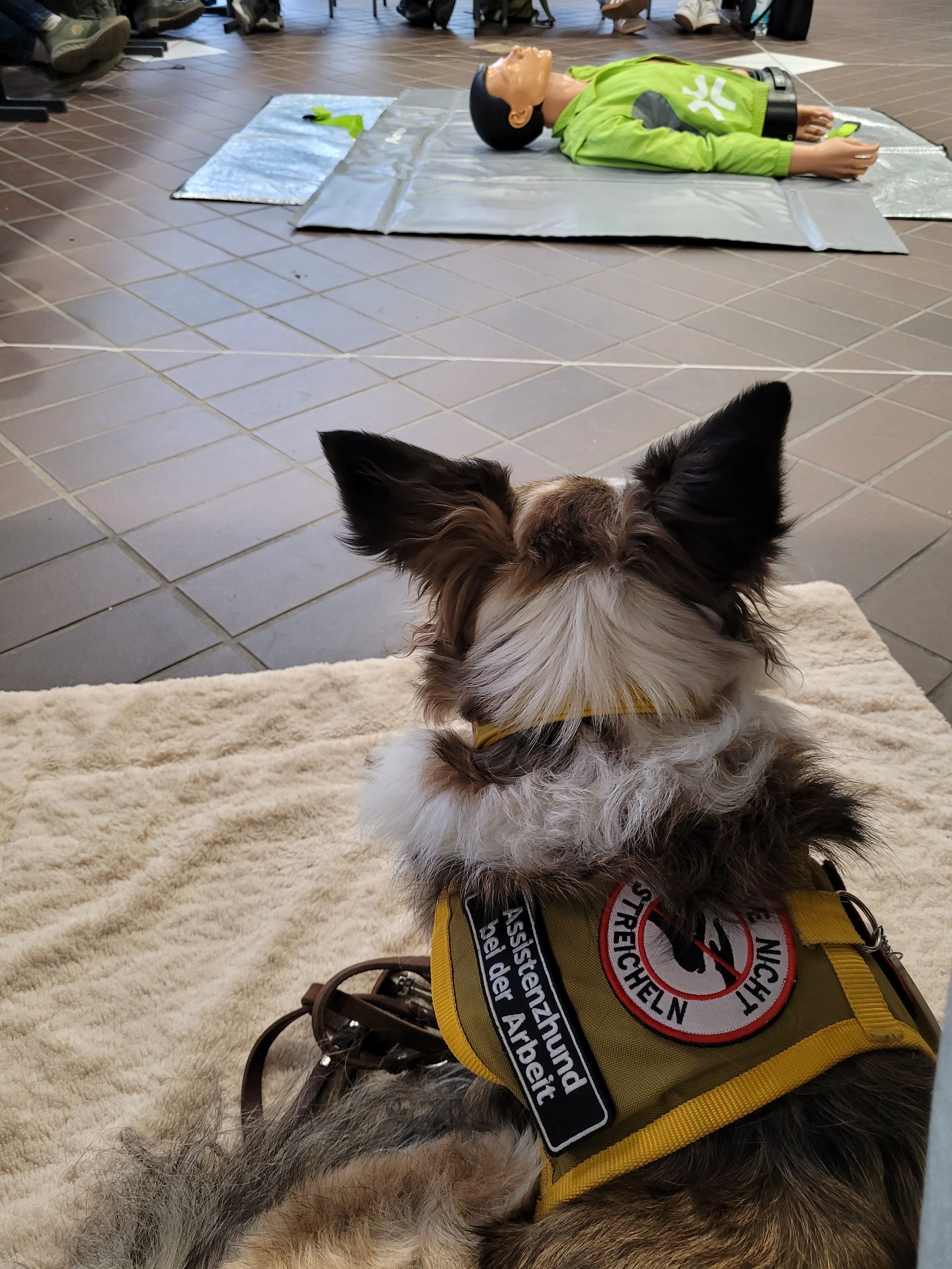 Ein Hund mit einer Assistenzhundkennung sitzt auf einer weichen beigefarbenen Decke und betrachtet eine lebensgroße Übungspuppe zum Wiederbelebungstraining. Diese liegt auf einer Matte auf dem Boden. Im Hintergrund sind Füße von Menschen zu sehen.
