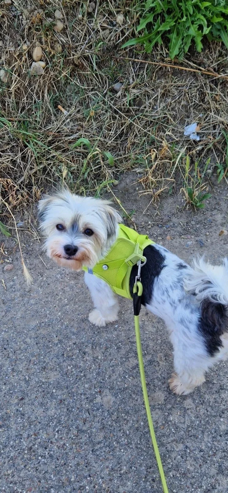 Kleiner weiß, braun, schwarz gefleckter Hund mit gelbem Geschirr steht auf einem Weg. Die Leine führt zum Fotografen. Im Hintergrund sind Büsche mit grünen Blättern und kleineren Pflanzen.