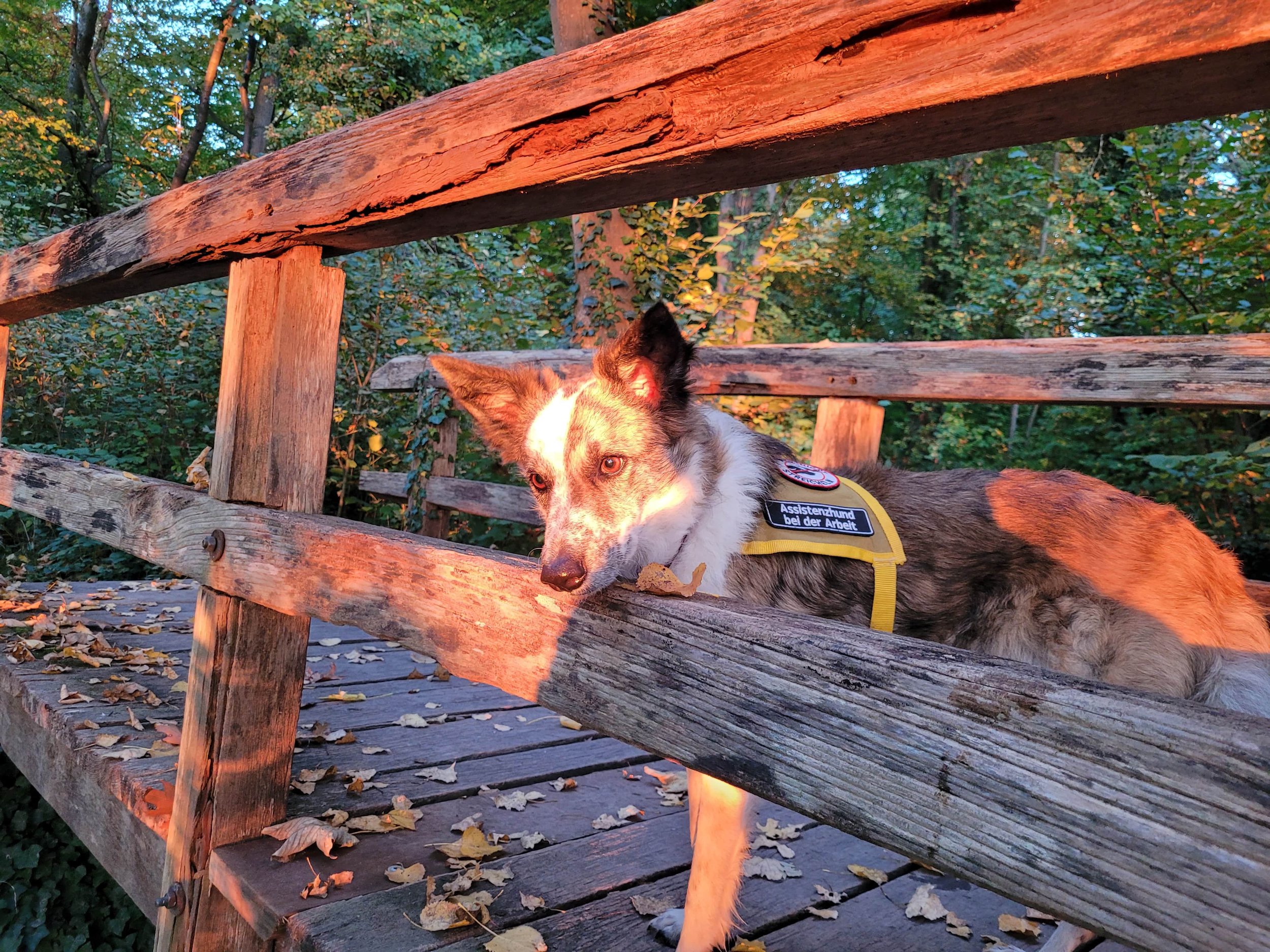 Ein braun, schwarz, weiße Hündin steht auf einer Holzbrücke im Wald und trägt eine Kenndecke mit Textetikett. Der Sonnenuntergang wirft oranges Licht auf die Brücke. Sie schaut mit gespitzen Ohren und leicht seitlich gelegtem Kopf durch das Geländer.