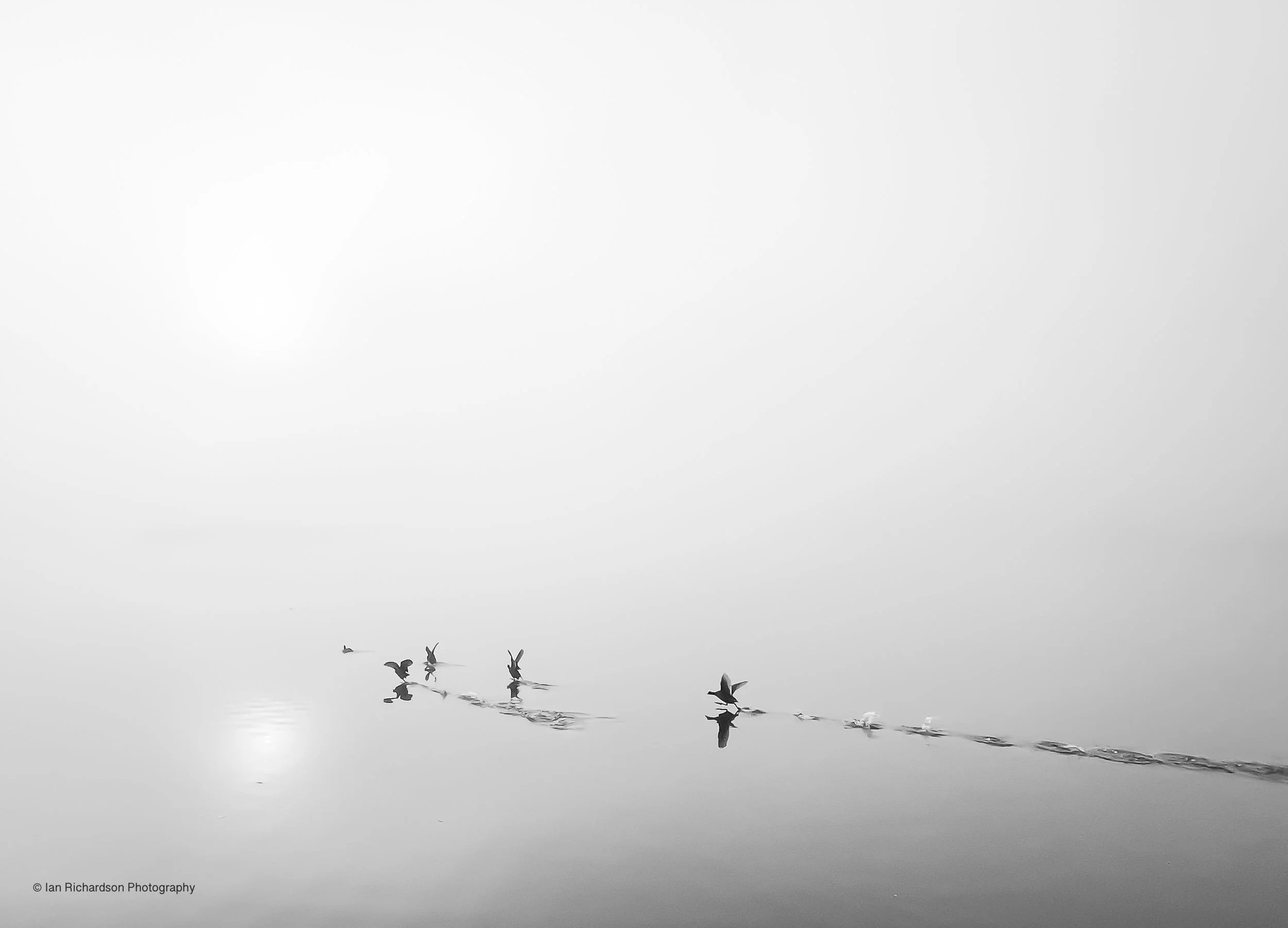 Moorhens