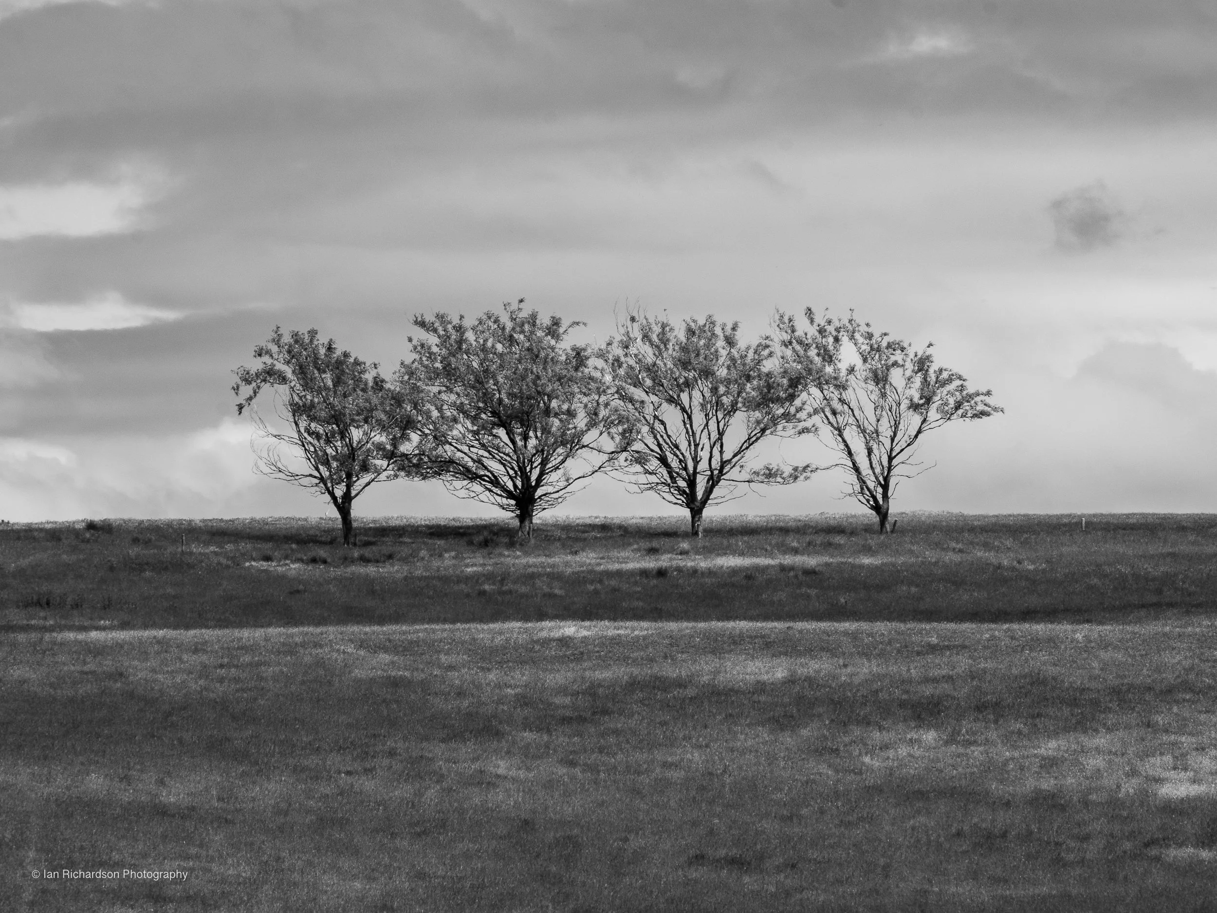 Ranfulry Trees