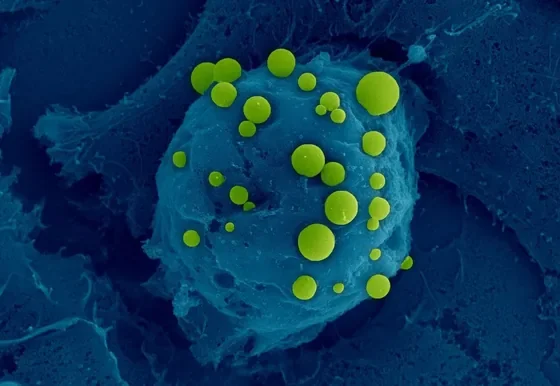 Scanning electron microscope image of a cell with BubbleFect biomolecular condensates appearing as green spheres on the cell surface