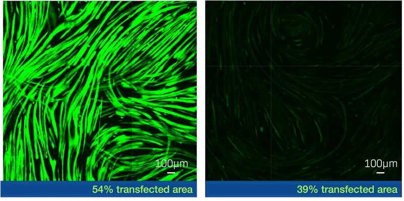 Side-by-side fluorescence microscopy comparison showing BubbleFect transfection efficiency: 54% transfected area versus 39% transfected area in green-labelled cells, scale bar 100 µm