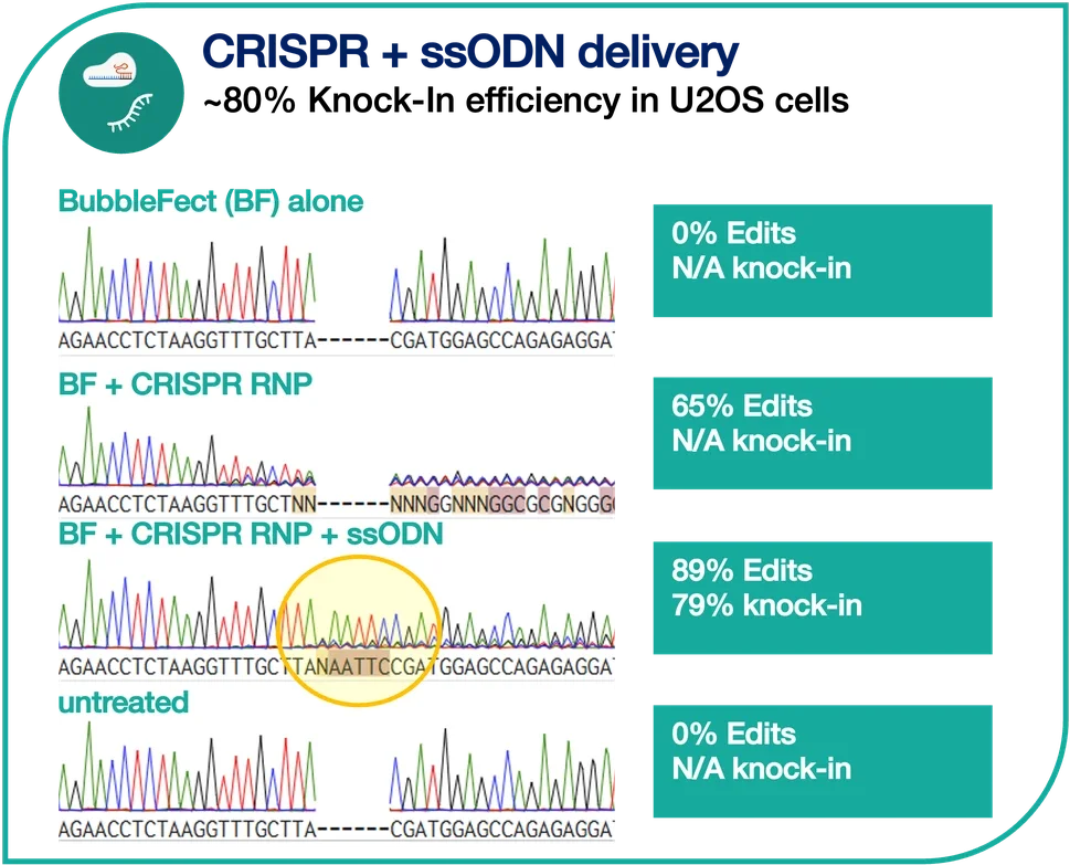 Sanger sequencing traces showing BubbleFect co-delivery of CRISPR RNP and ssODN achieving 89% edits and 79% precise knock-in efficiency in U2OS cells