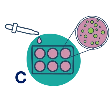 Illustration of step C: applying BubbleFect to a 6-well cell culture plate, with a magnified view showing condensates inside cells