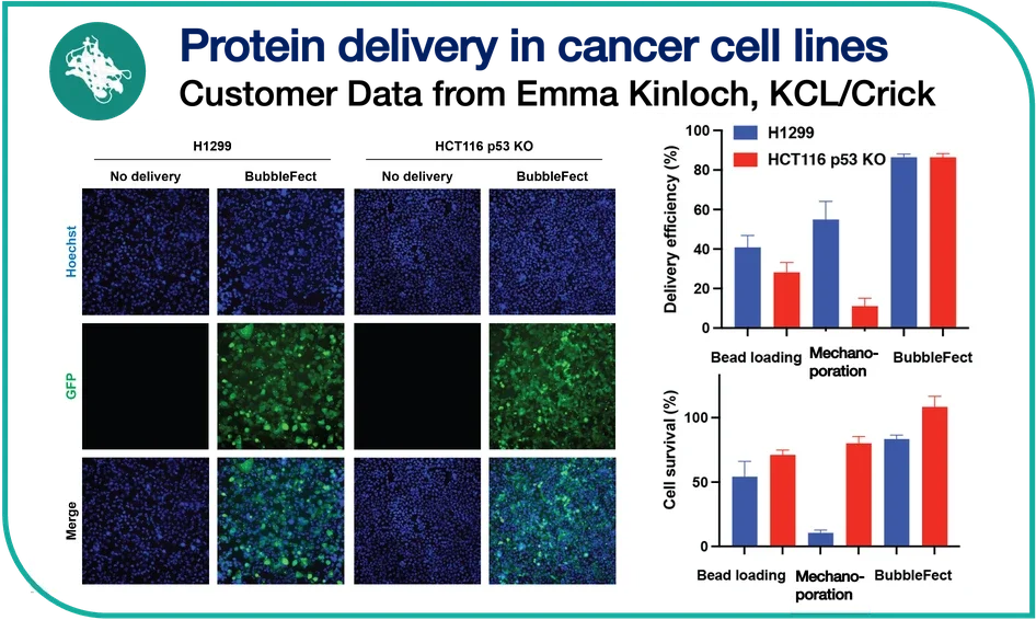 Bar charts and fluorescence microscopy showing BubbleFect protein delivery efficiency (~85%) and cell survival (>90%) in H1299 and HCT116 p53 KO cancer cell lines, outperforming bead loading and mechanoporation