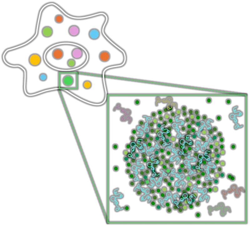 Diagram illustrating liquid-liquid phase separation (LLPS) in a cell, with a magnified view showing protein molecules and nucleic acids condensing into a dense biomolecular condensate droplet