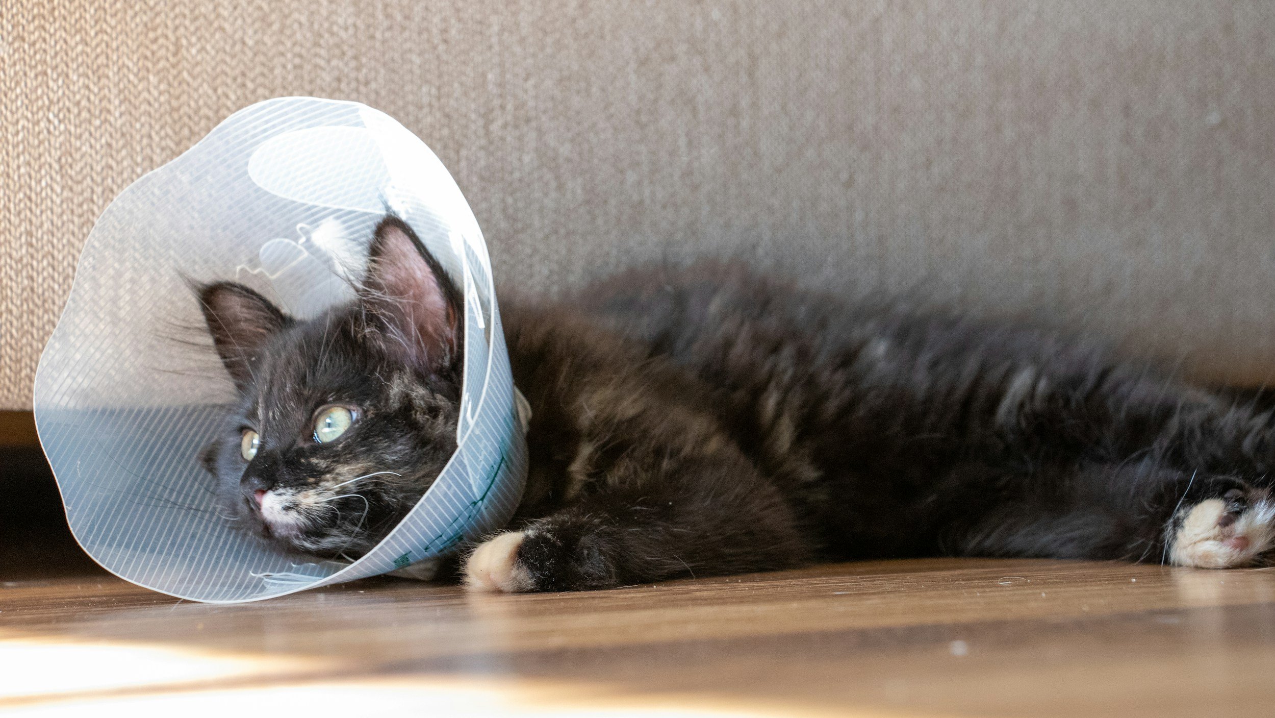 Cat with a protective collar resting