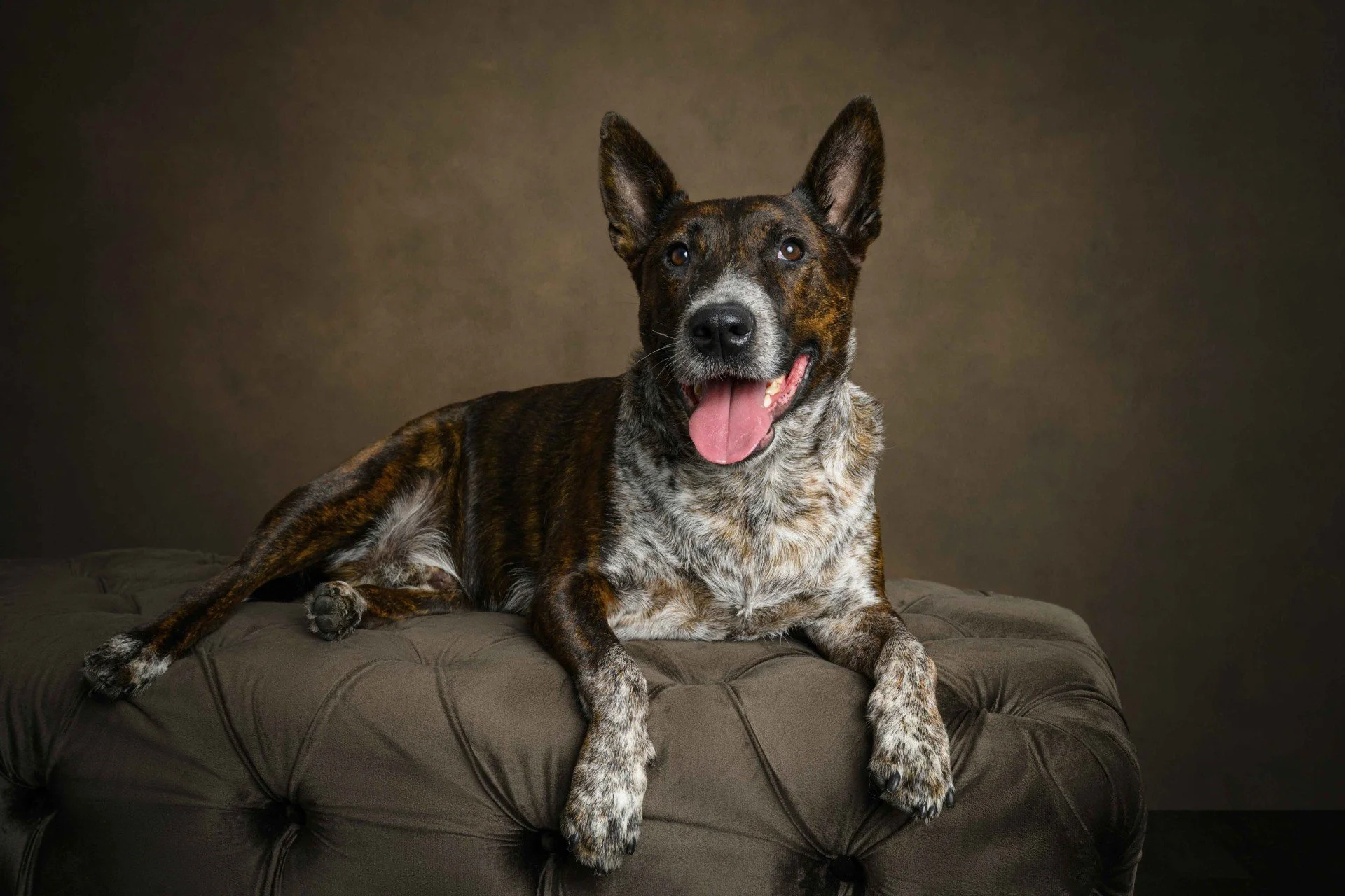 A happy brindle and white dog lying on a brown tufted cushion with a dark background.