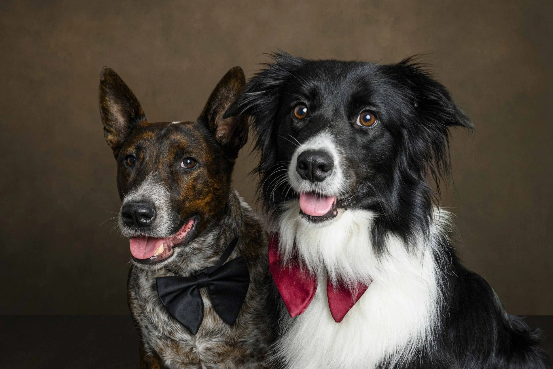 Two dogs with tuxedo-style bow ties, one with a black and white coat and the other with a brindle coat, posing together against a brown background.