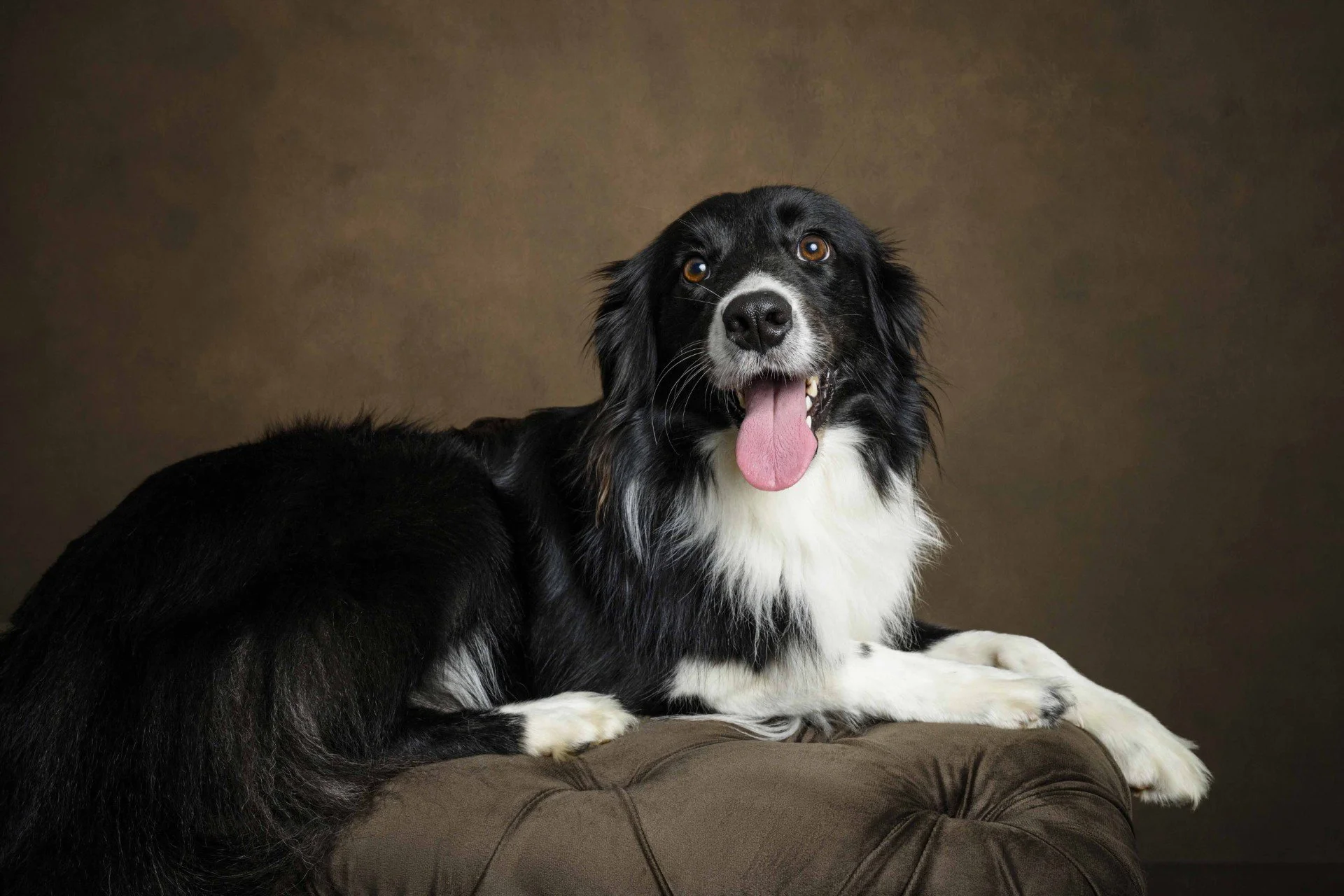 A happy black and white dog sitting on a brown cushioned surface with a brown background.