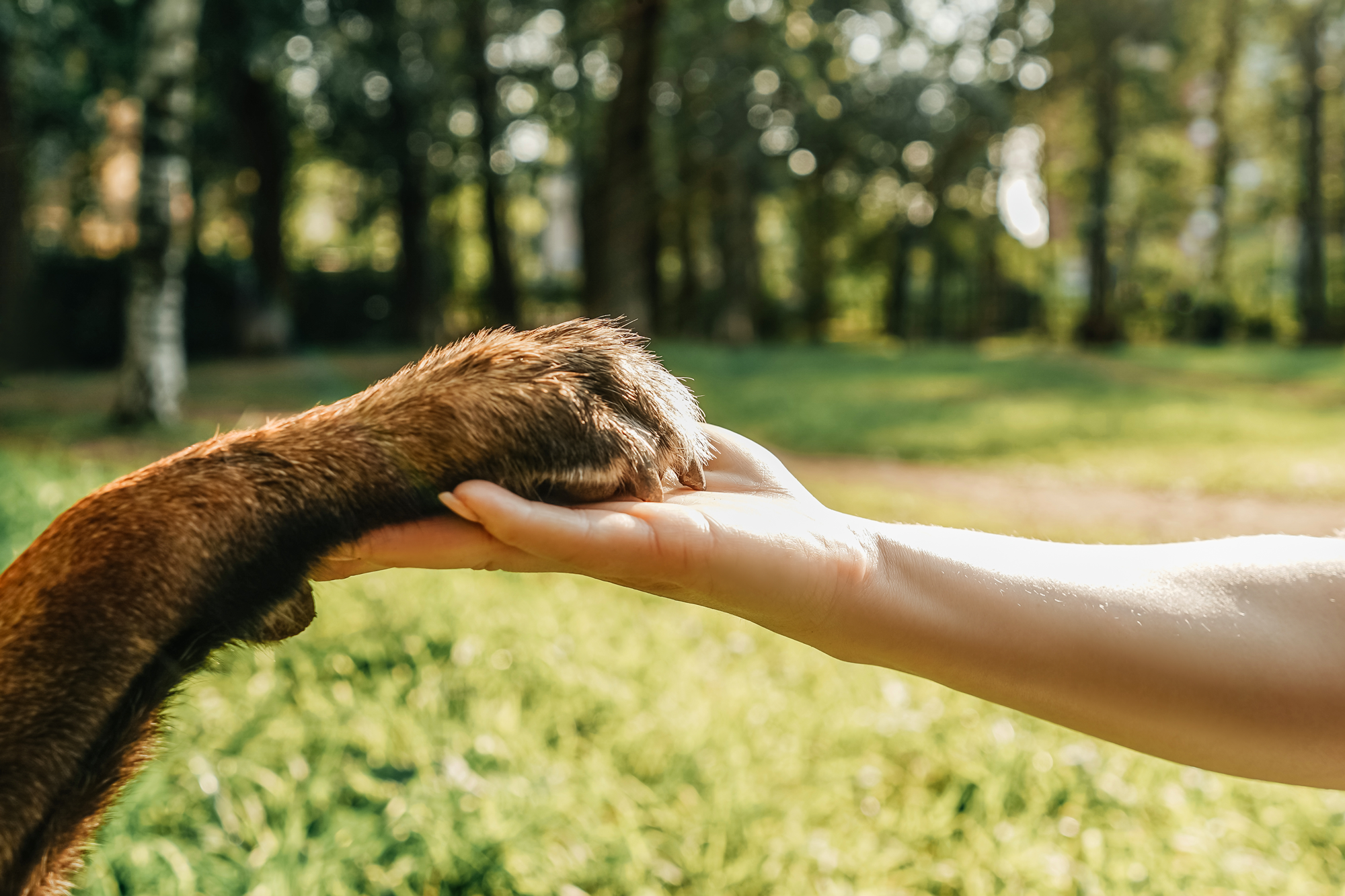 Reiki e il regno animale