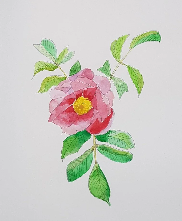 Watercolours