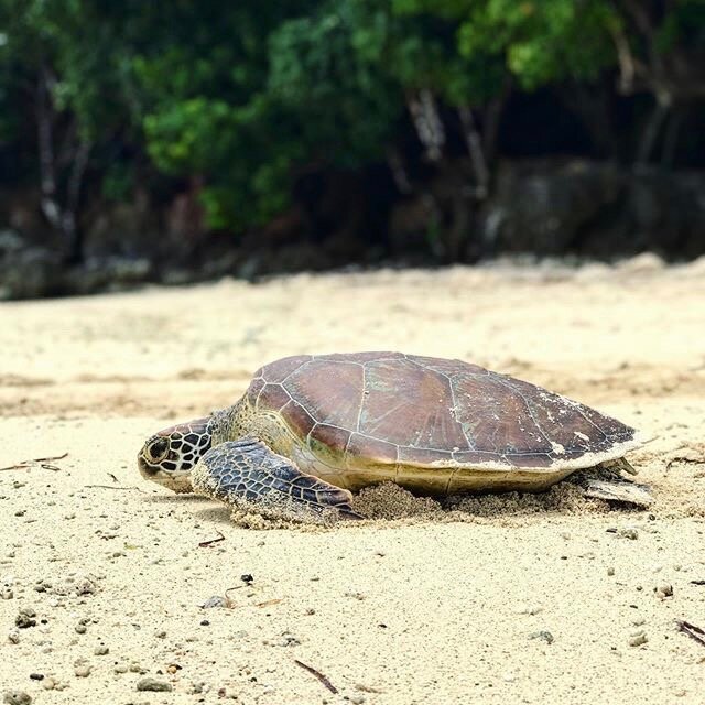 Green+sea+turtle+on+Kaibu+Island+returning+to+the+ocean+©Vatuvara+Foundation.jpg