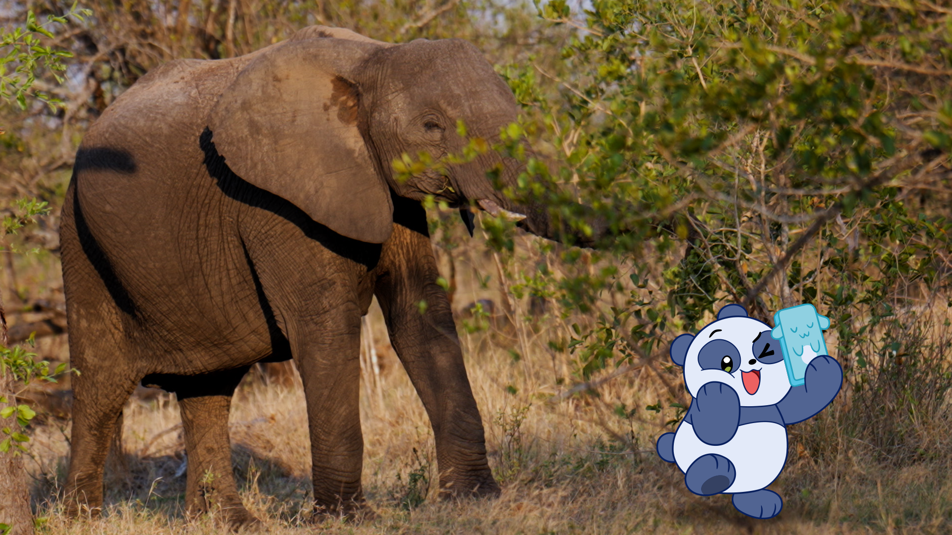 wow_elephant.png