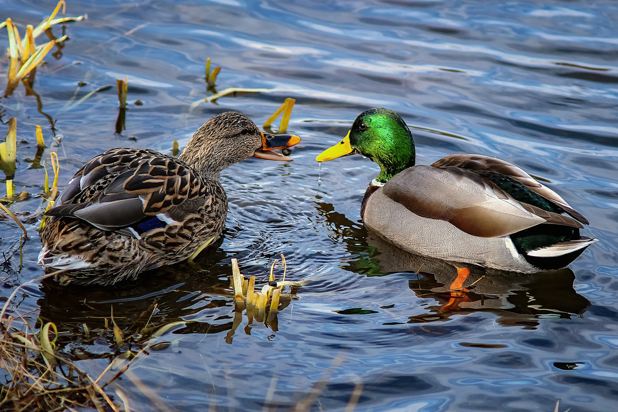 Mallard Ducks in Technopark