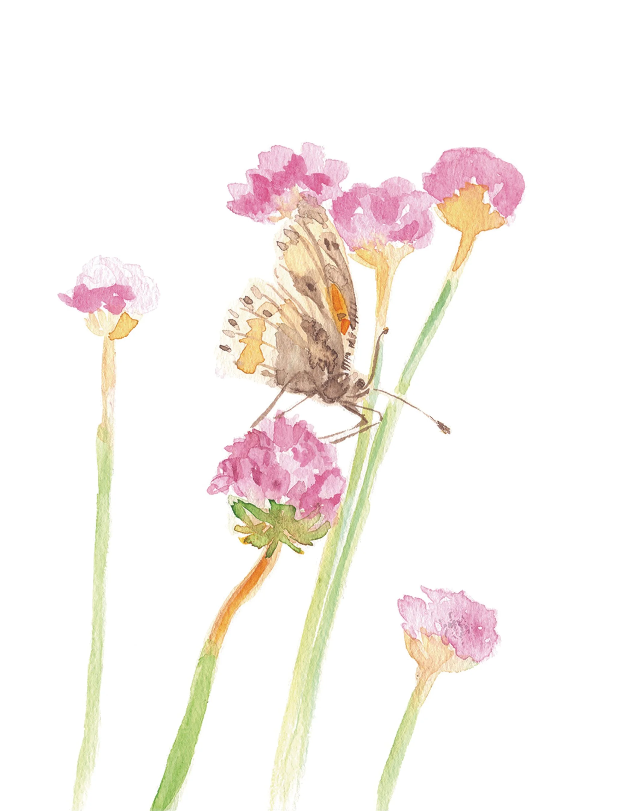 8. Painted Lady butterfly and pink sea thrift.jpg