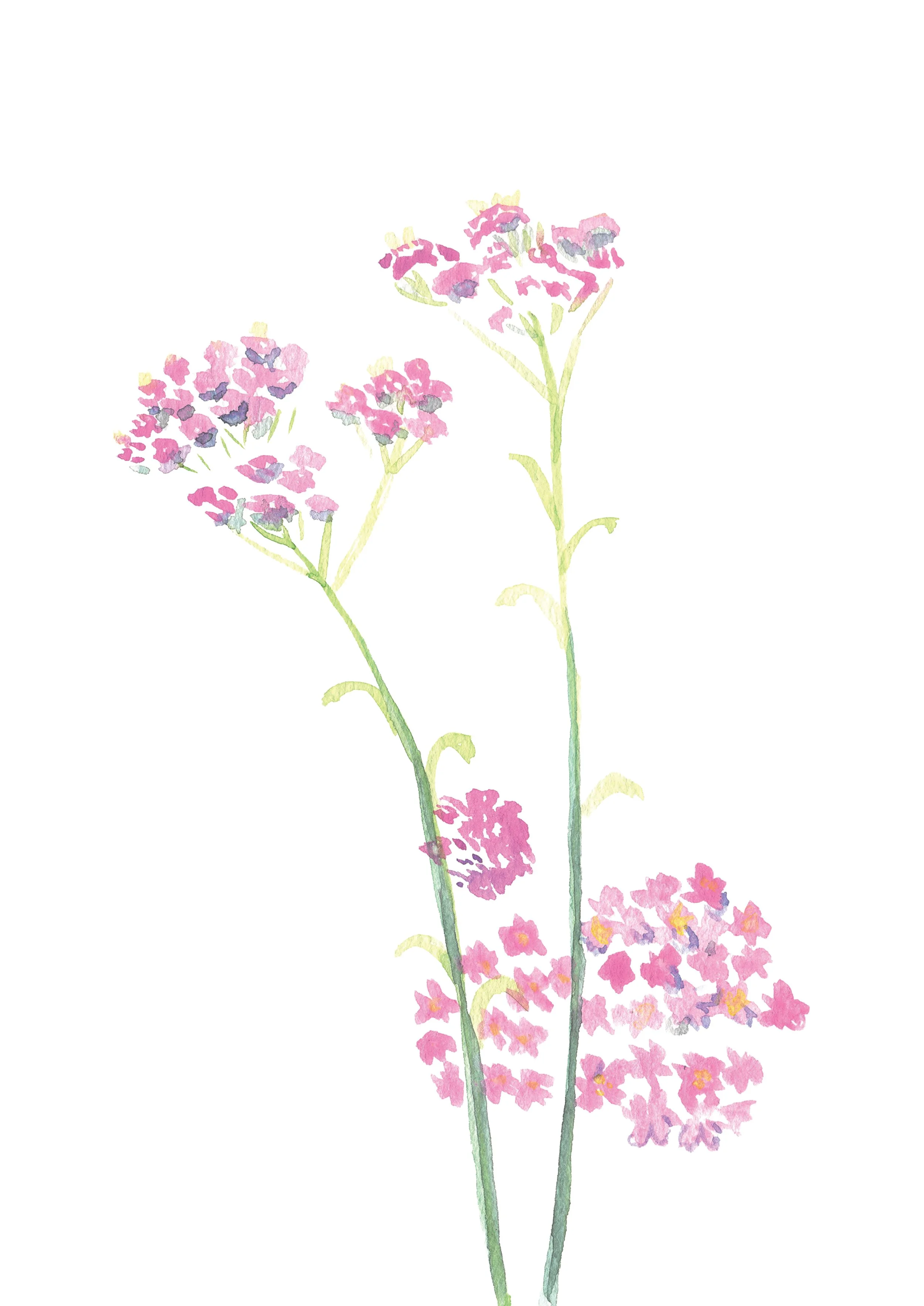 5. Verbena.jpg
