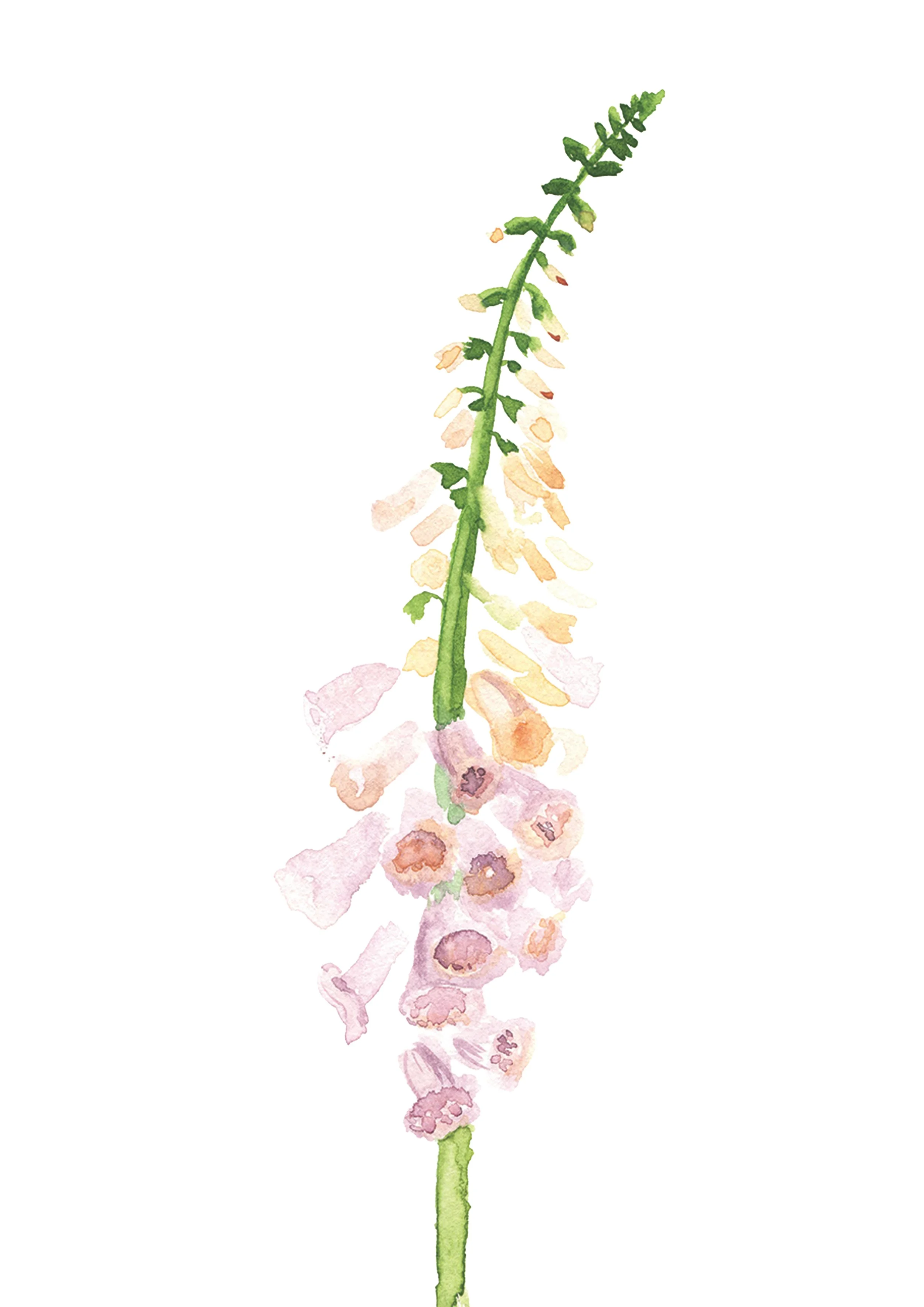 6. Fox Glove.jpg