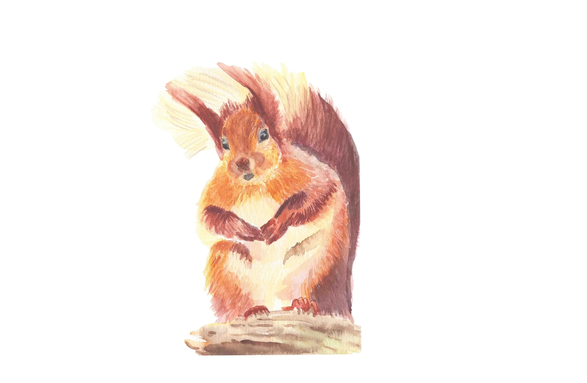 Red Squirrel.jpg