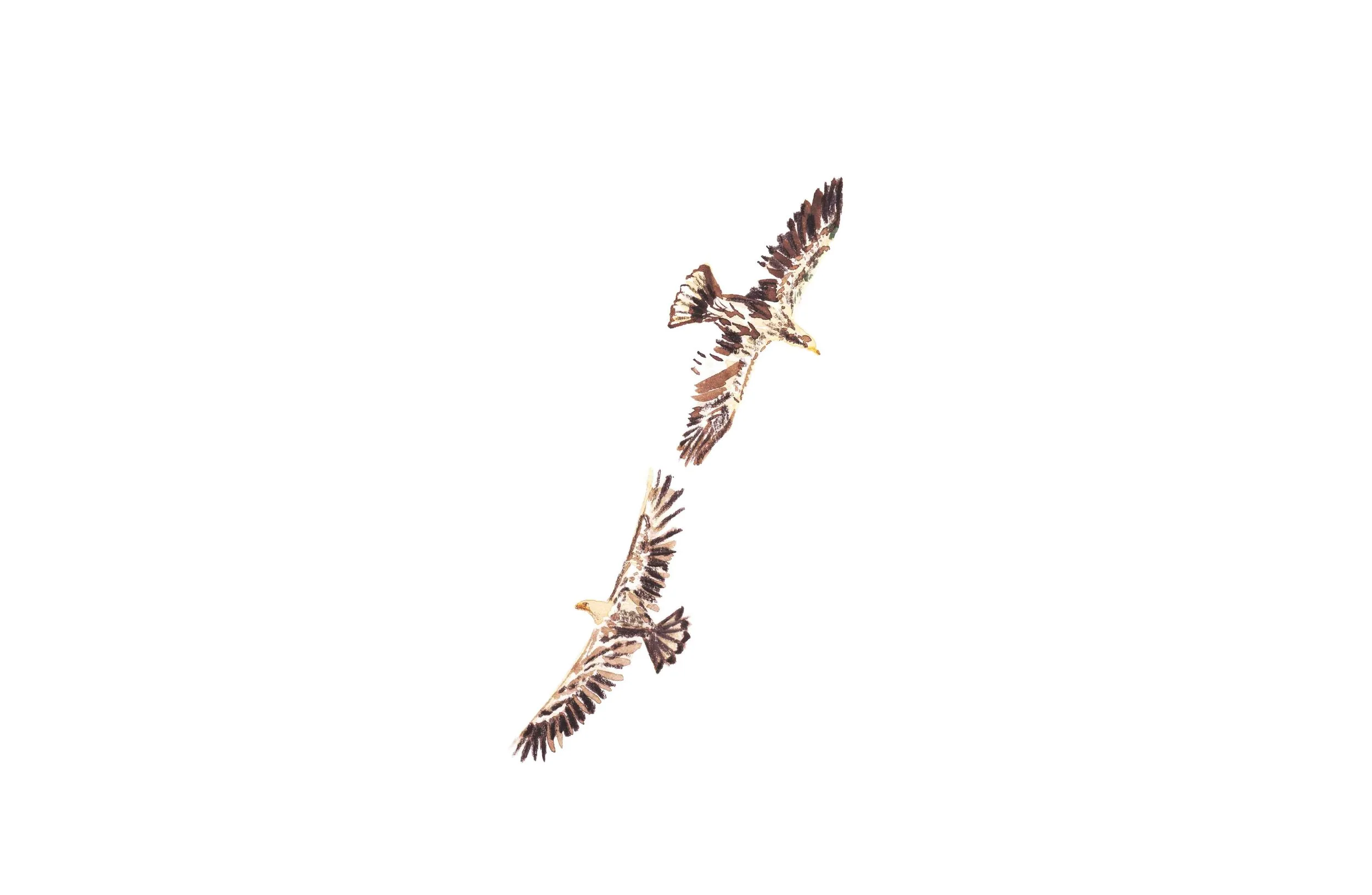 Two Eagles Flying.jpg