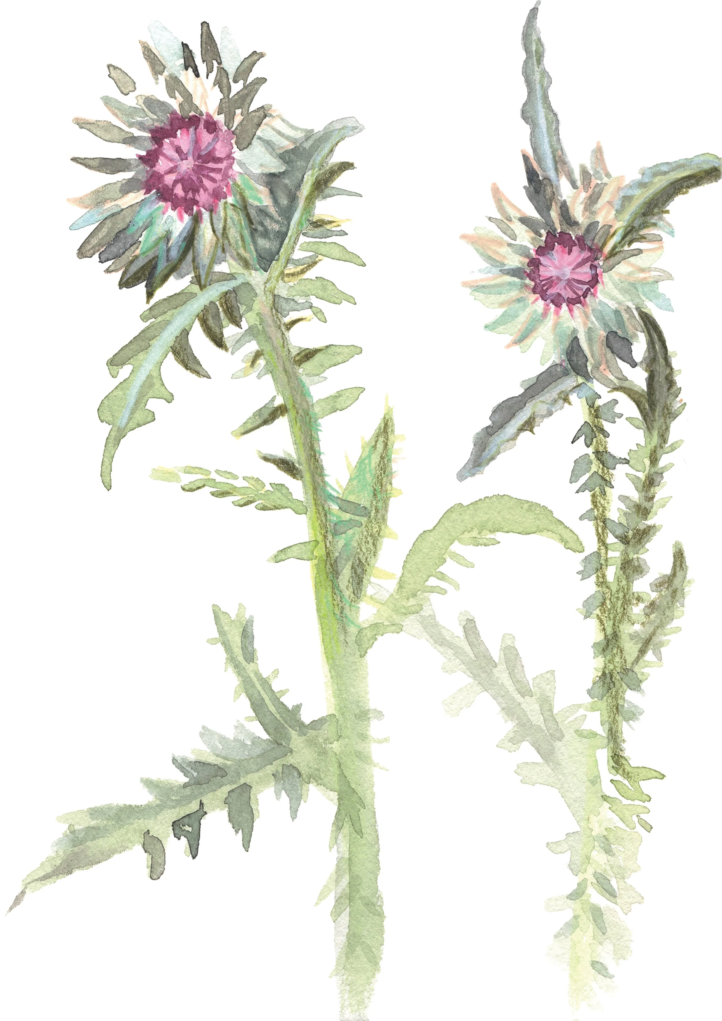 2. Carline Thistle.jpg