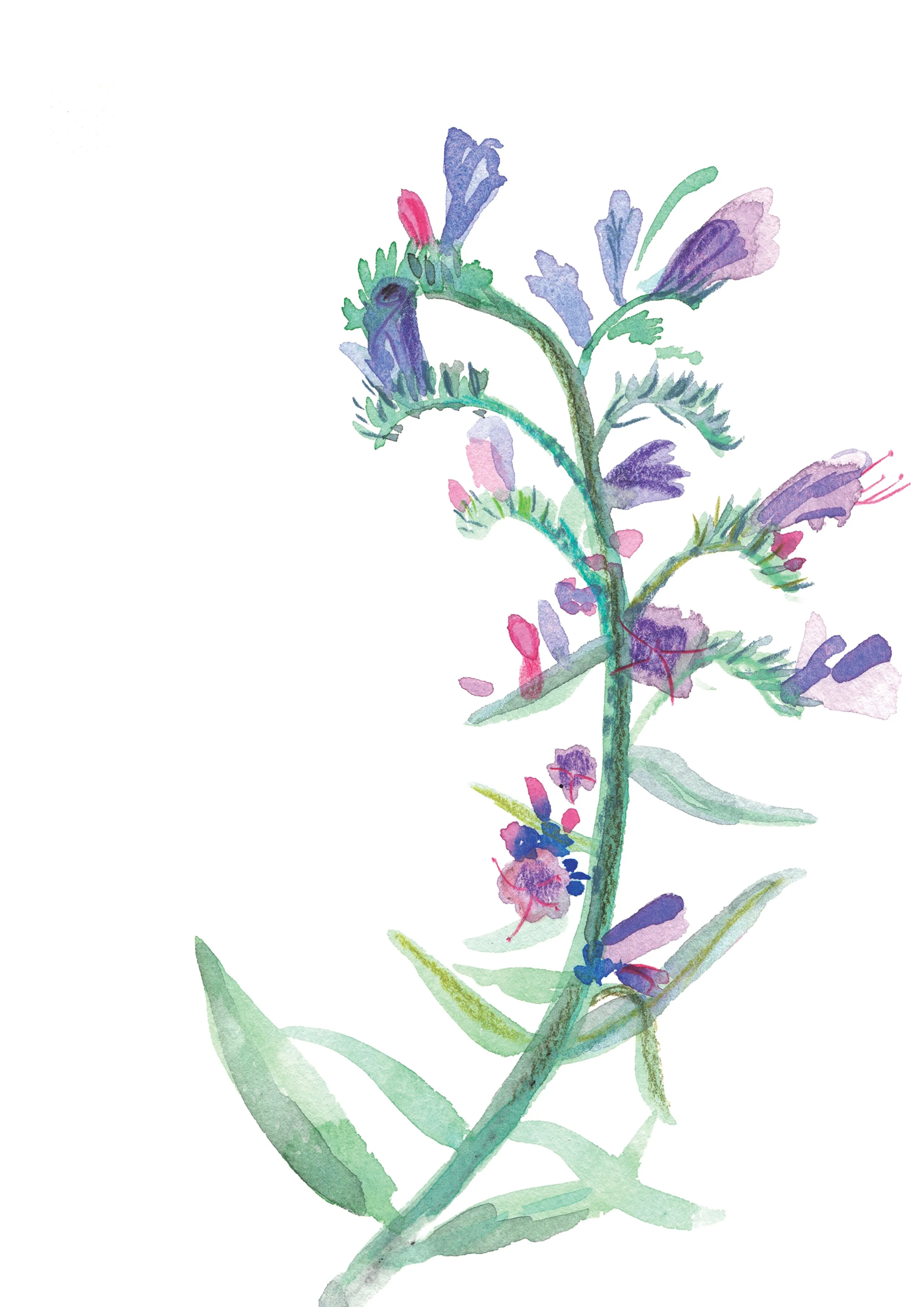 3. Blueweed.jpg