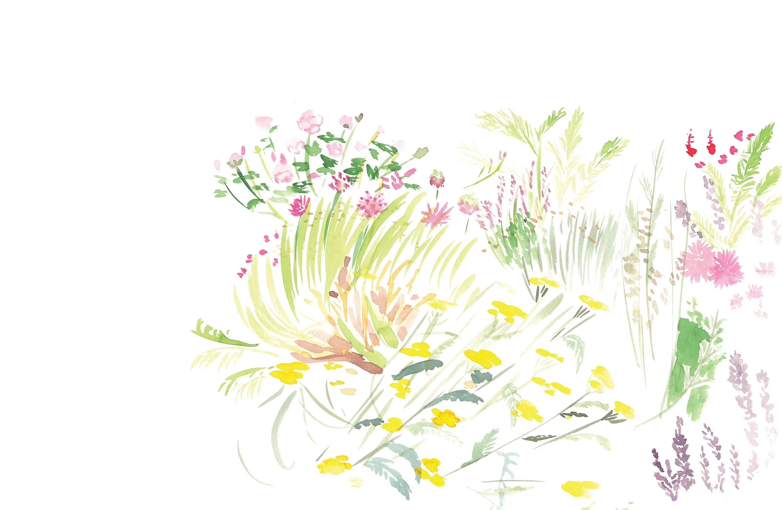 Field of Flowes.jpg (high res).jpg