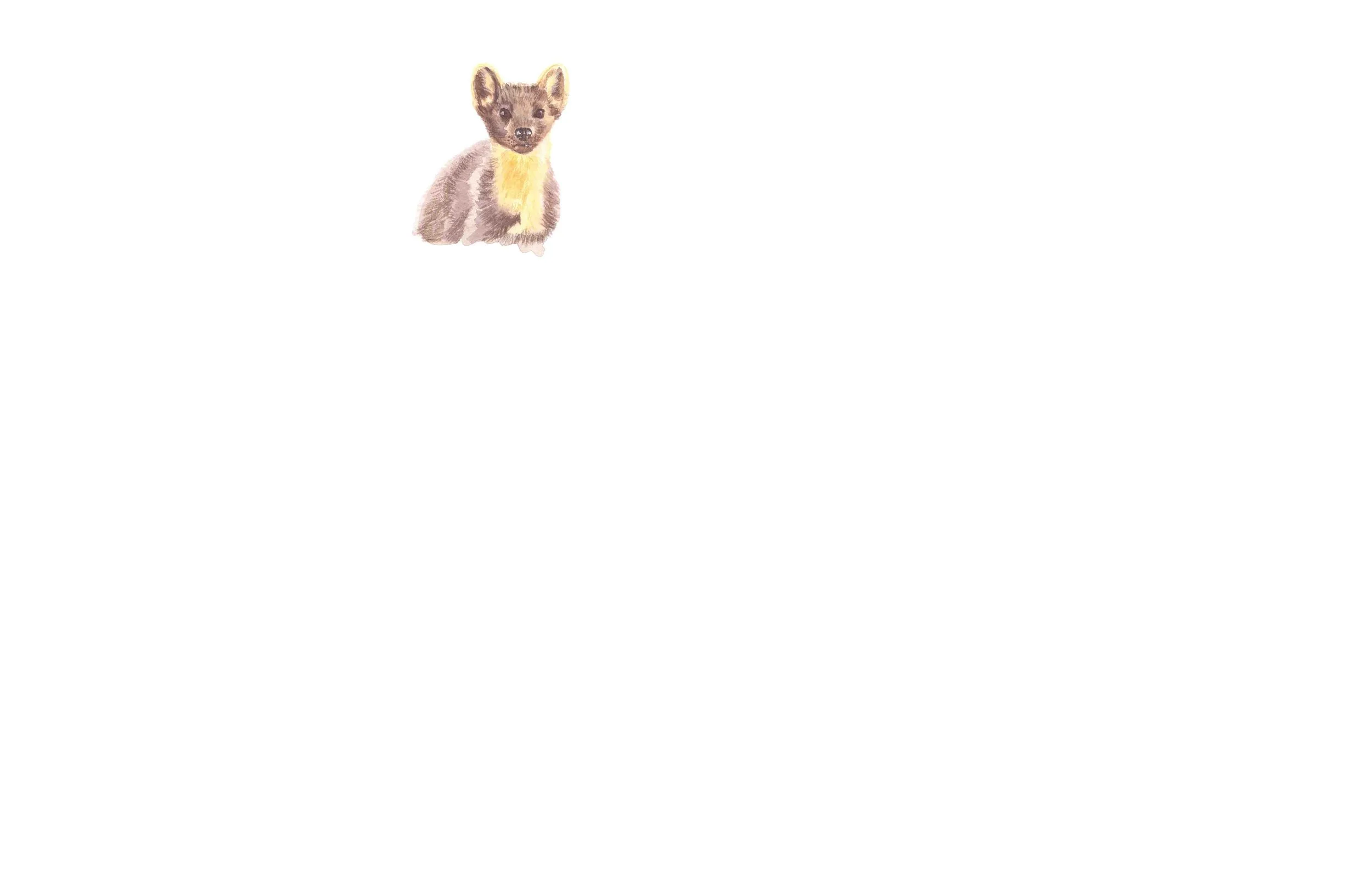 Pine Marten.jpg