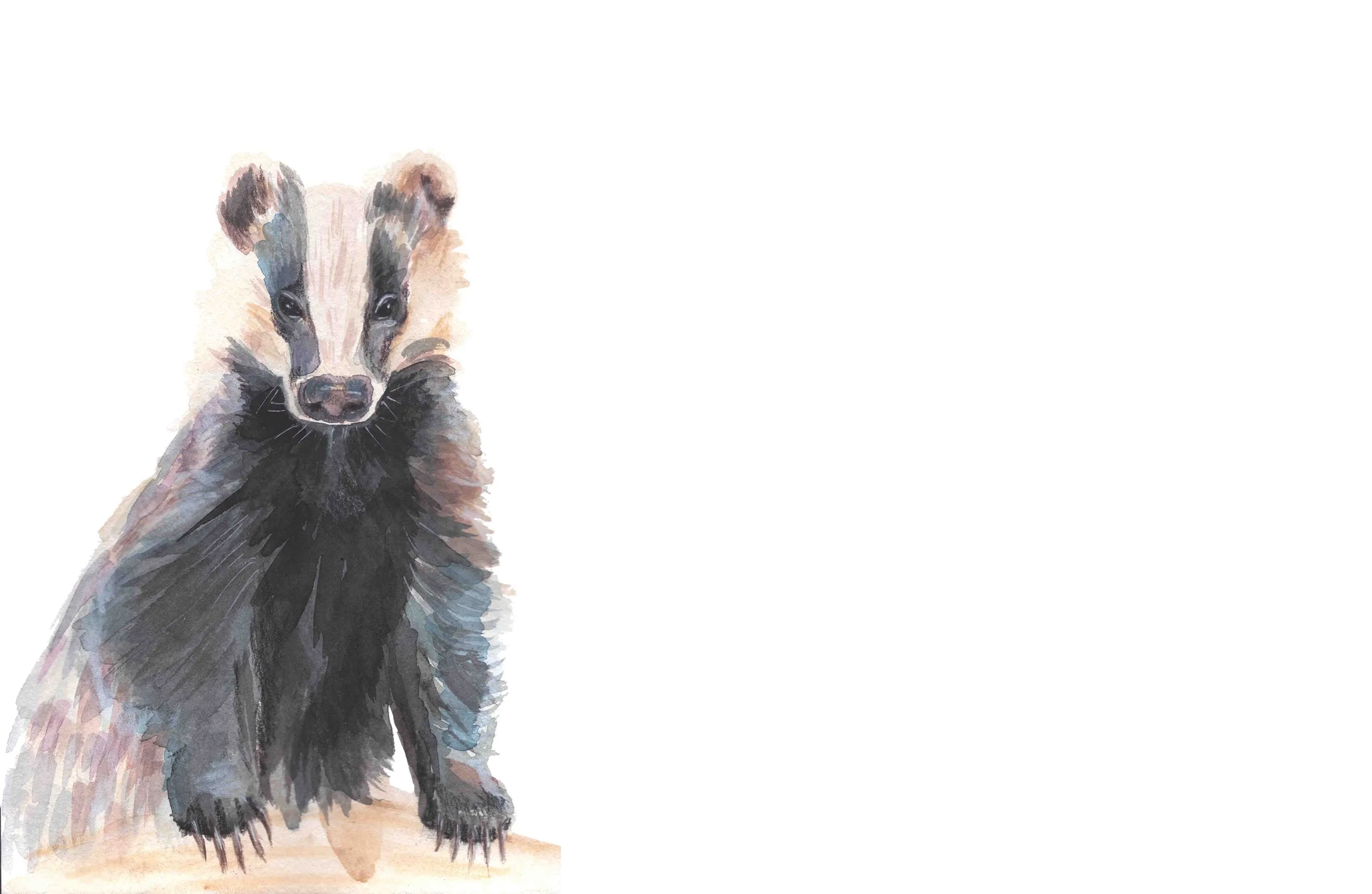 European Badger (high res).jpg