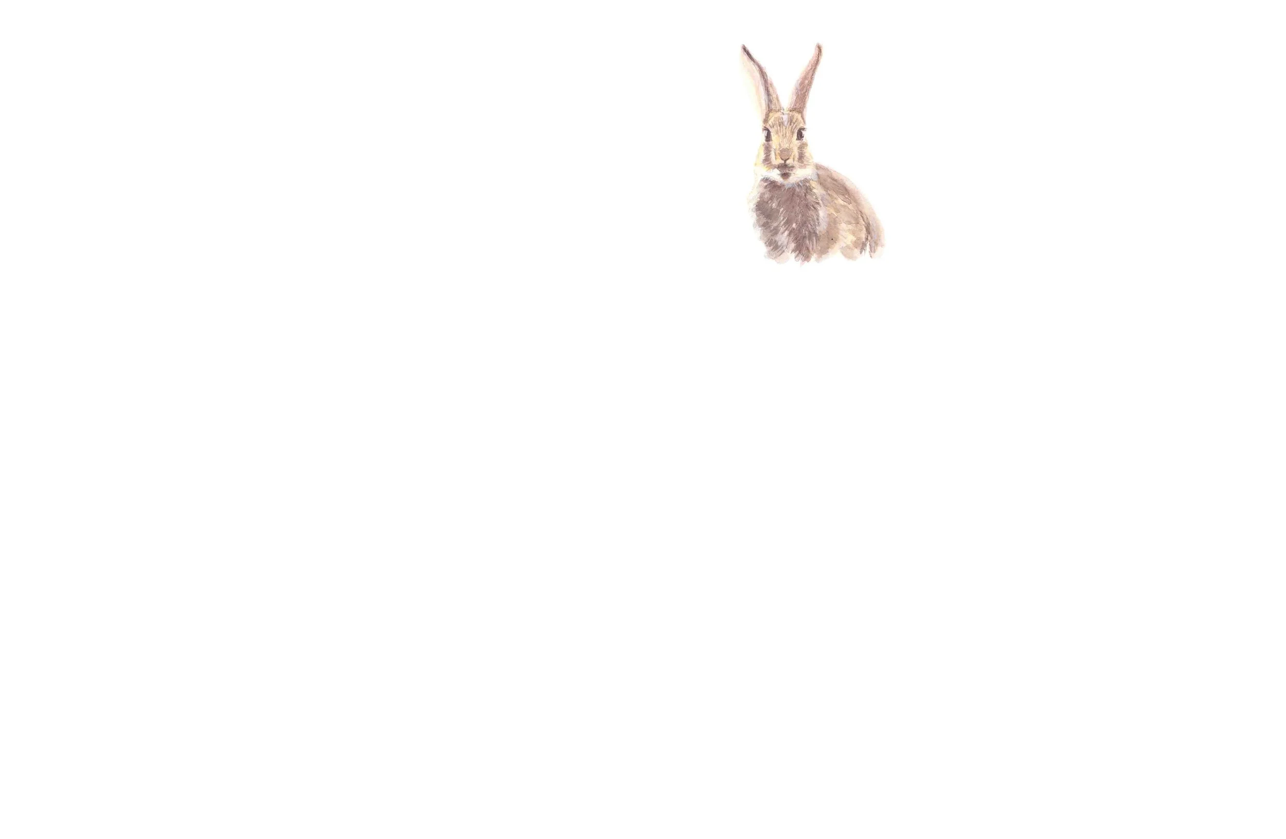 Rabbit.jpg