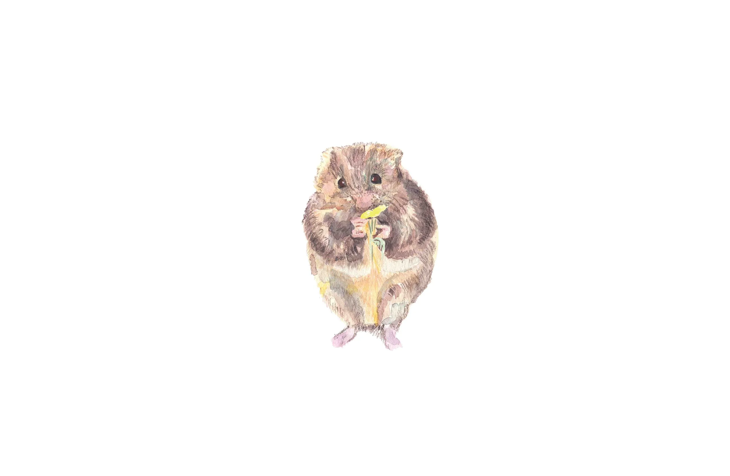 Mouse (high res).jpg