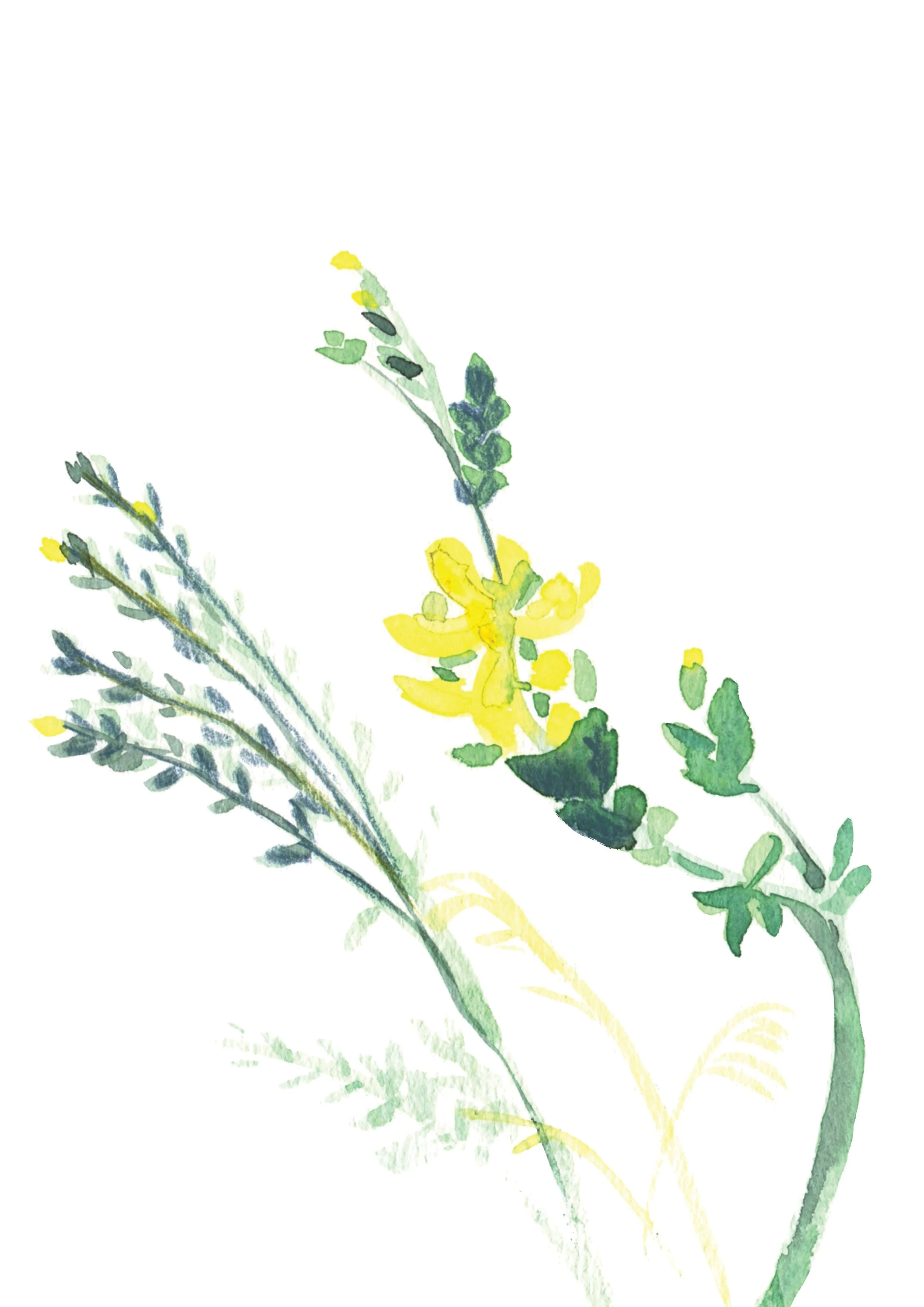 7. St.John’s Wort.jpg