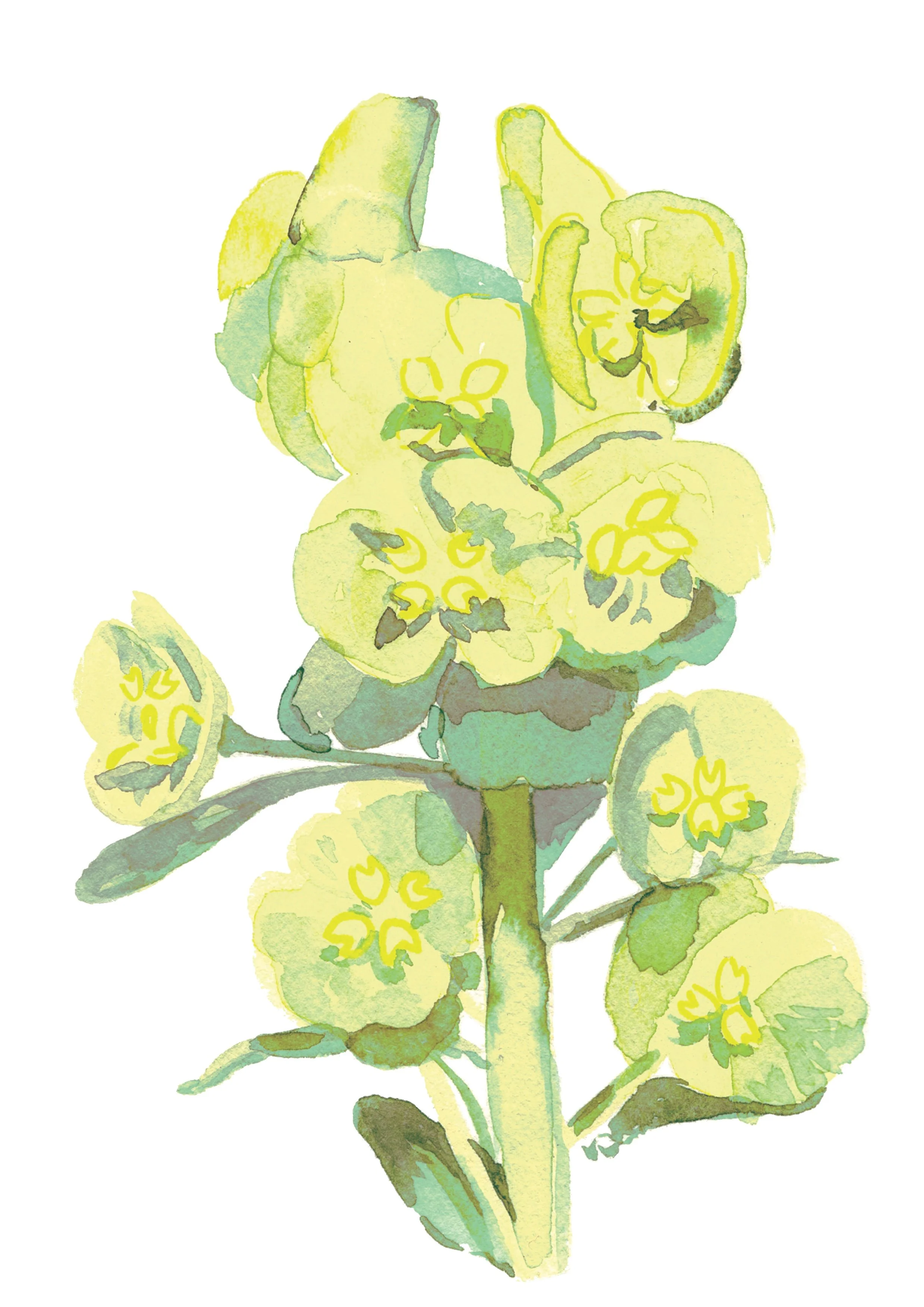 4. Wood Spurge.jpg
