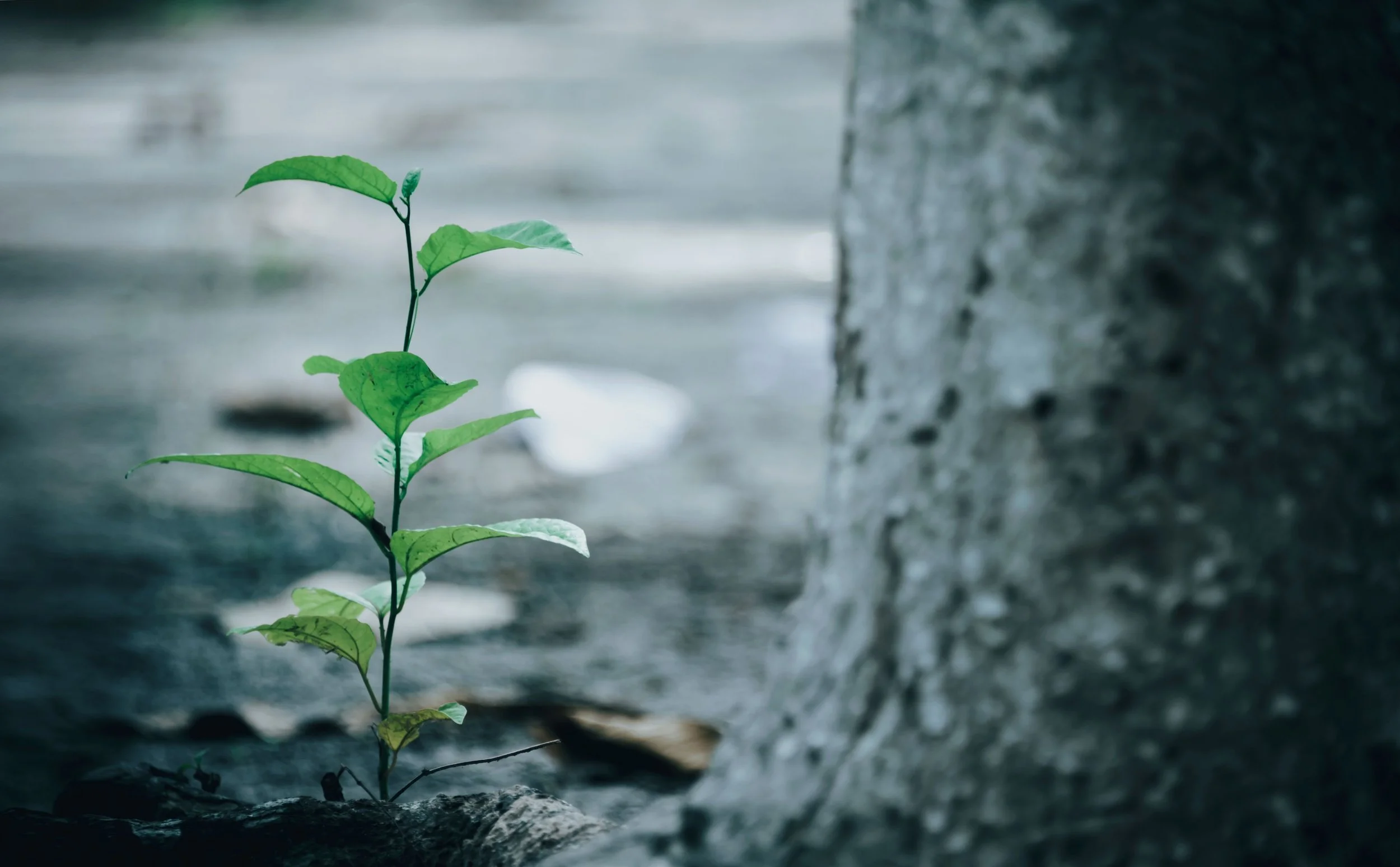 A small green plant with several leaves growing from the ground next to a large tree trunk.