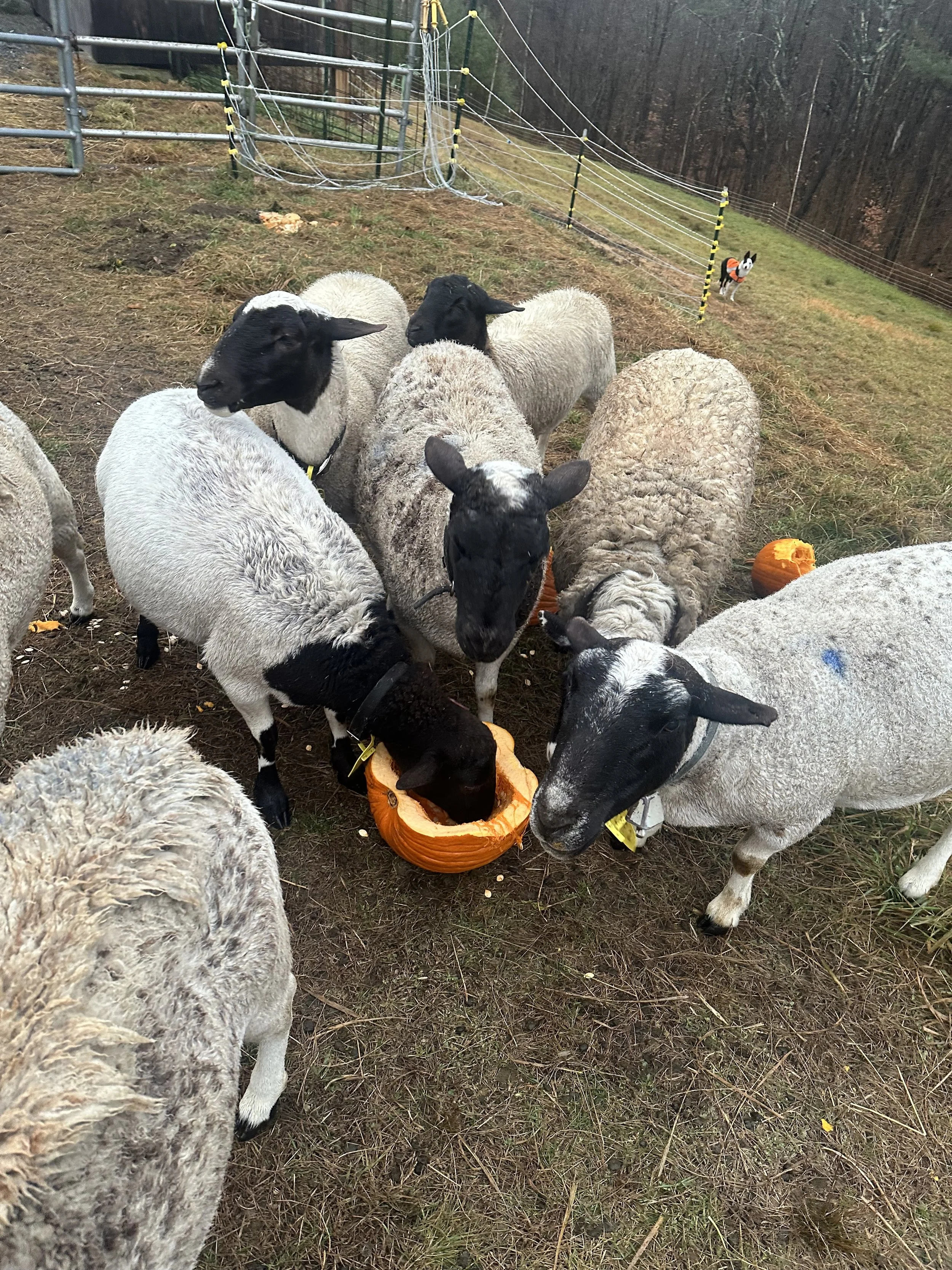 Pantry essentials for lamb