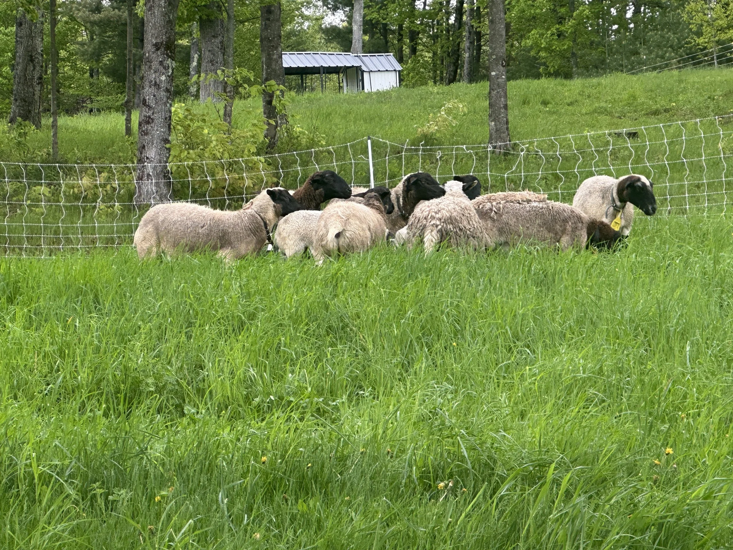 It’s HERE!! Lucky Dog Farm Merguez!