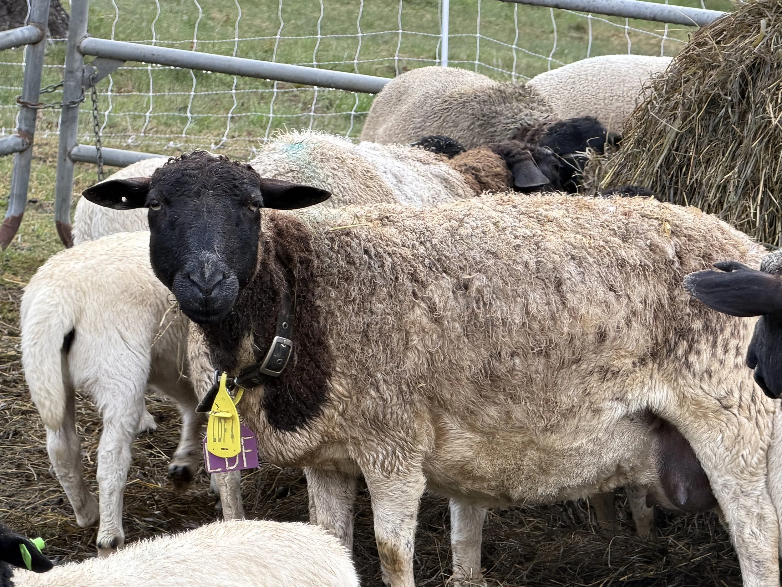 Meet Juniper: The Ewe Every Shepherd Hopes For