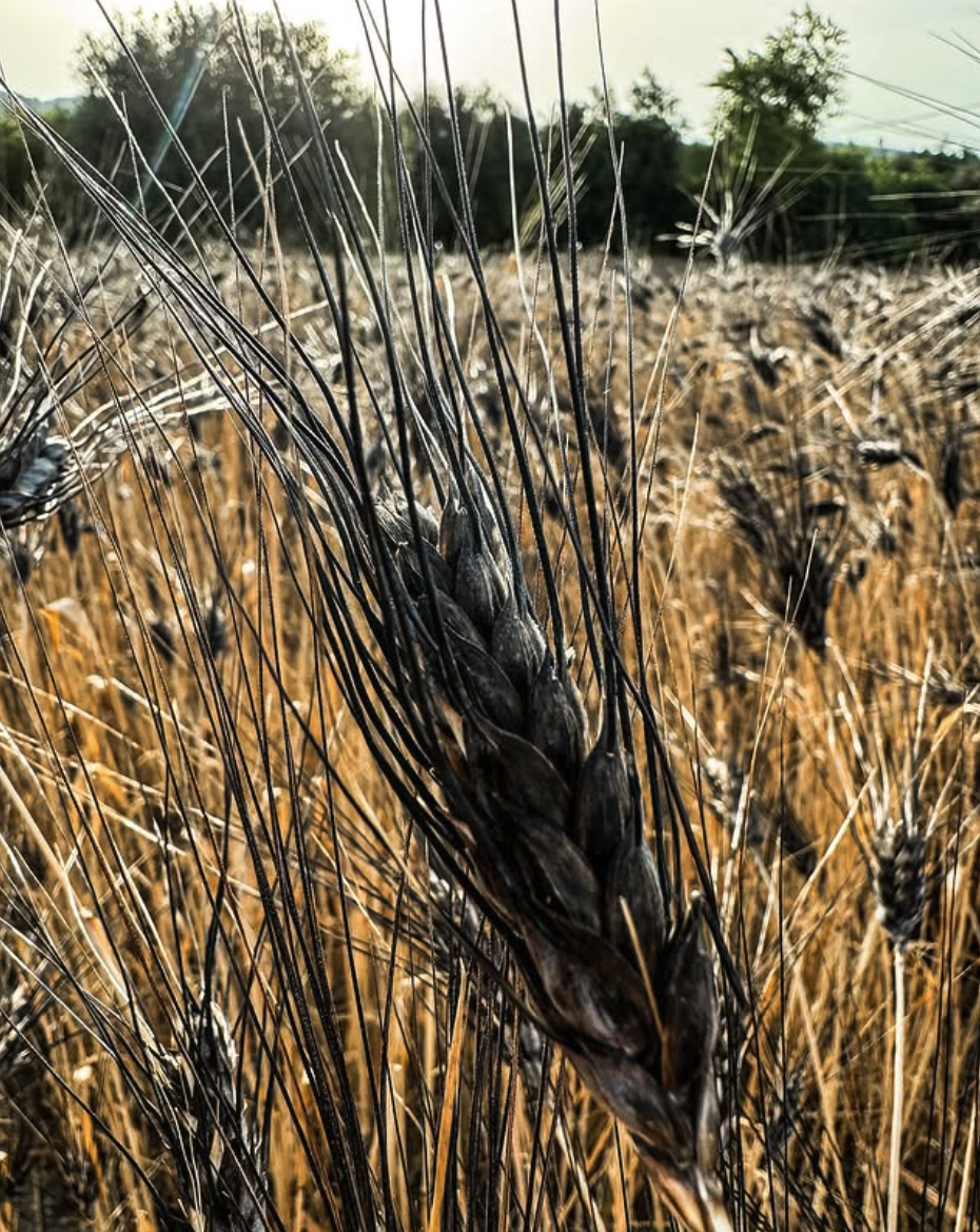 scorzonera-grain-La Grazia.png