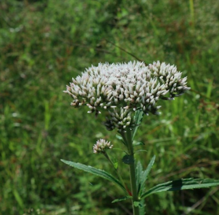 Boneset2.png