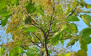 Sal Tree Resin3.png (Copy)