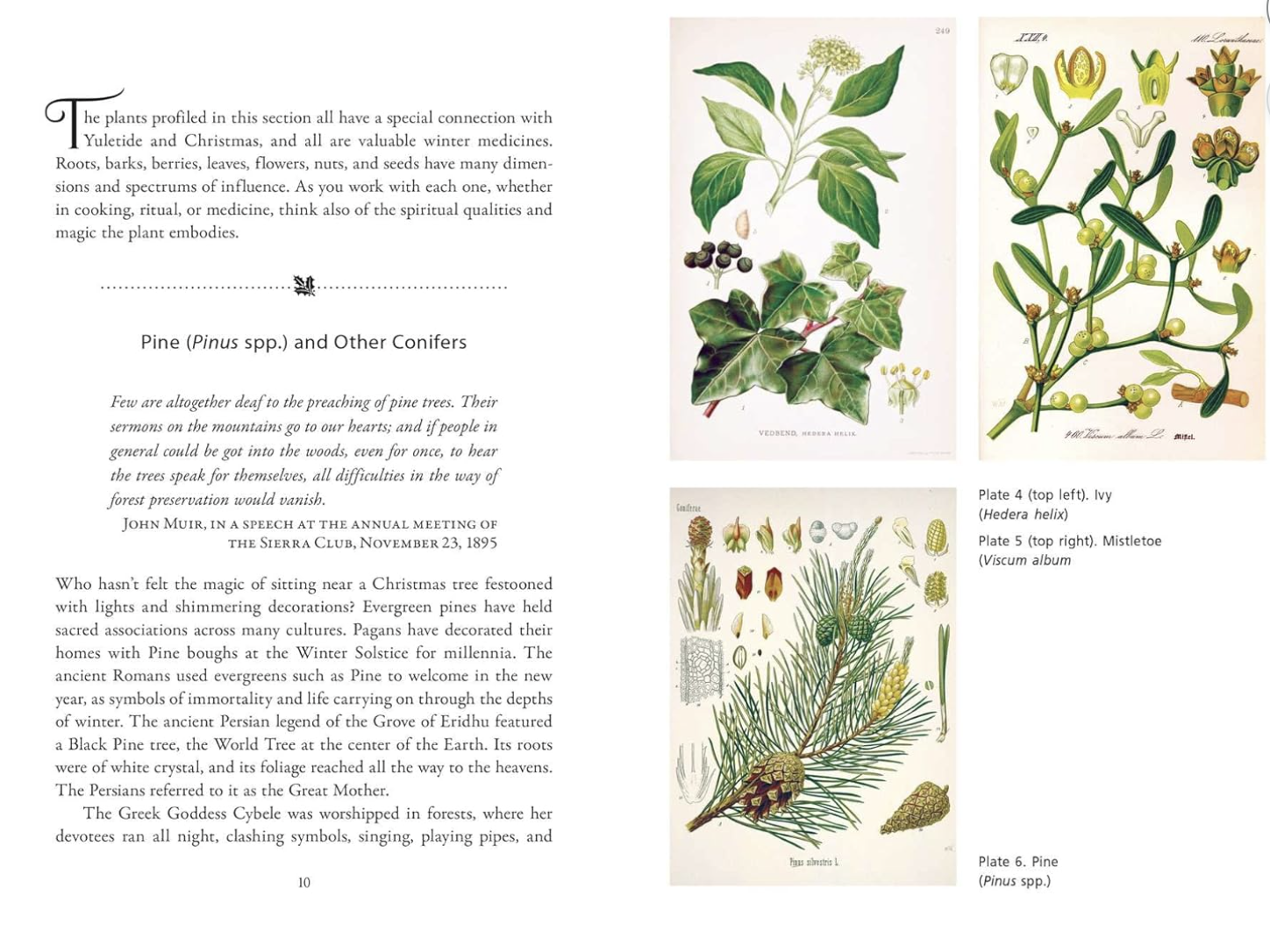 sacred herbs of yule and christmas book4.png