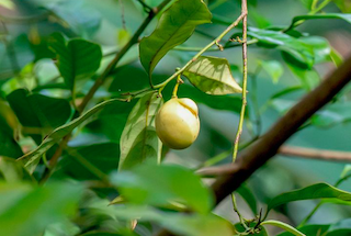 nutmeg2.png