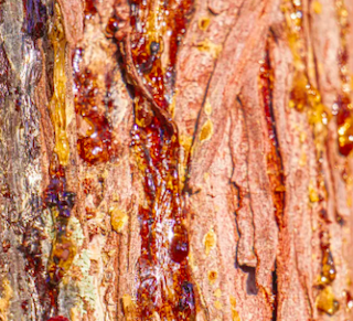 Cypress Resin2.png