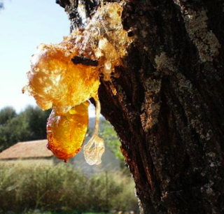 Pine Resin2.png