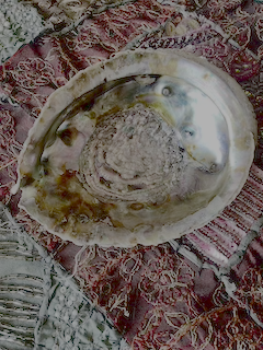 Abalone Shell1.png