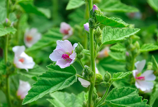 Marsh Mallow Root3.png