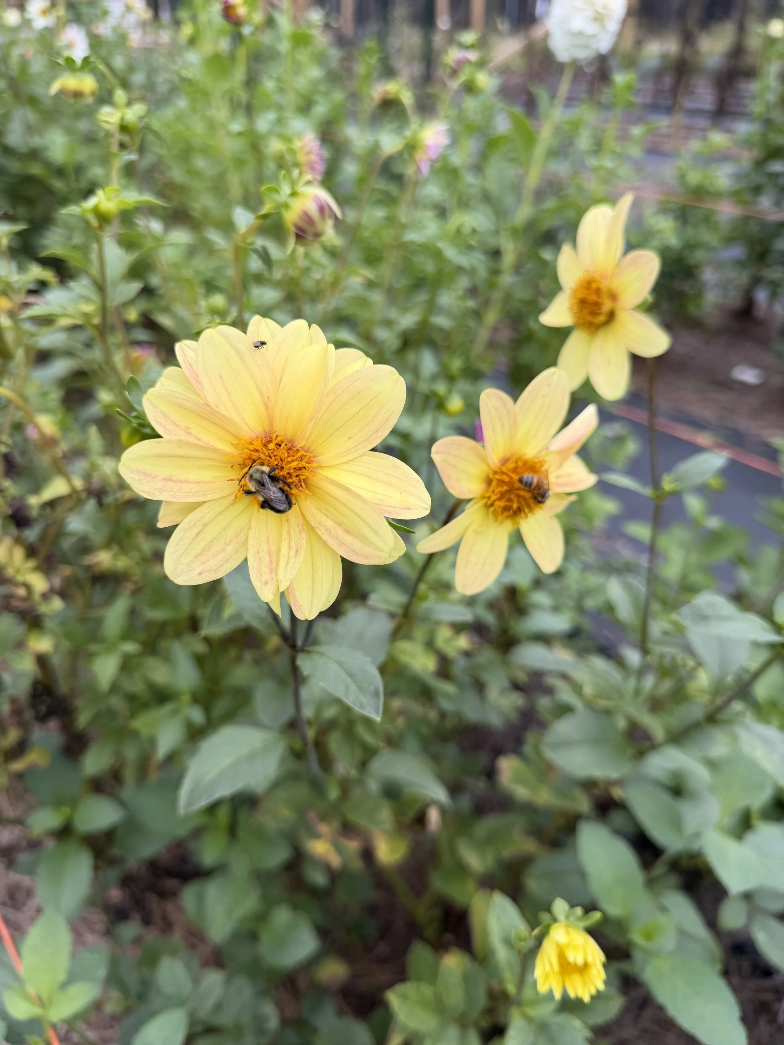 IMG_1212.jpeg