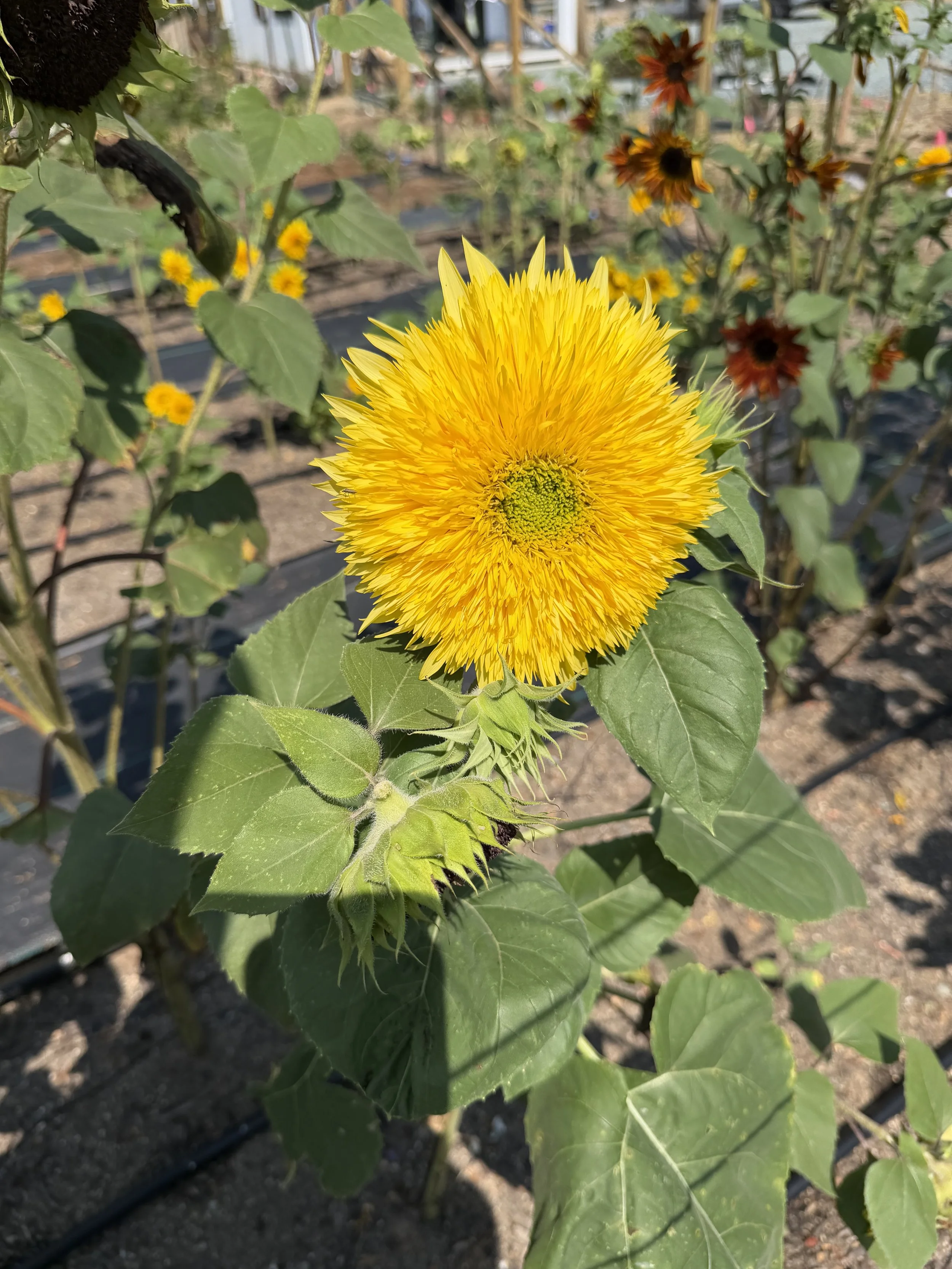 IMG_9625.jpeg