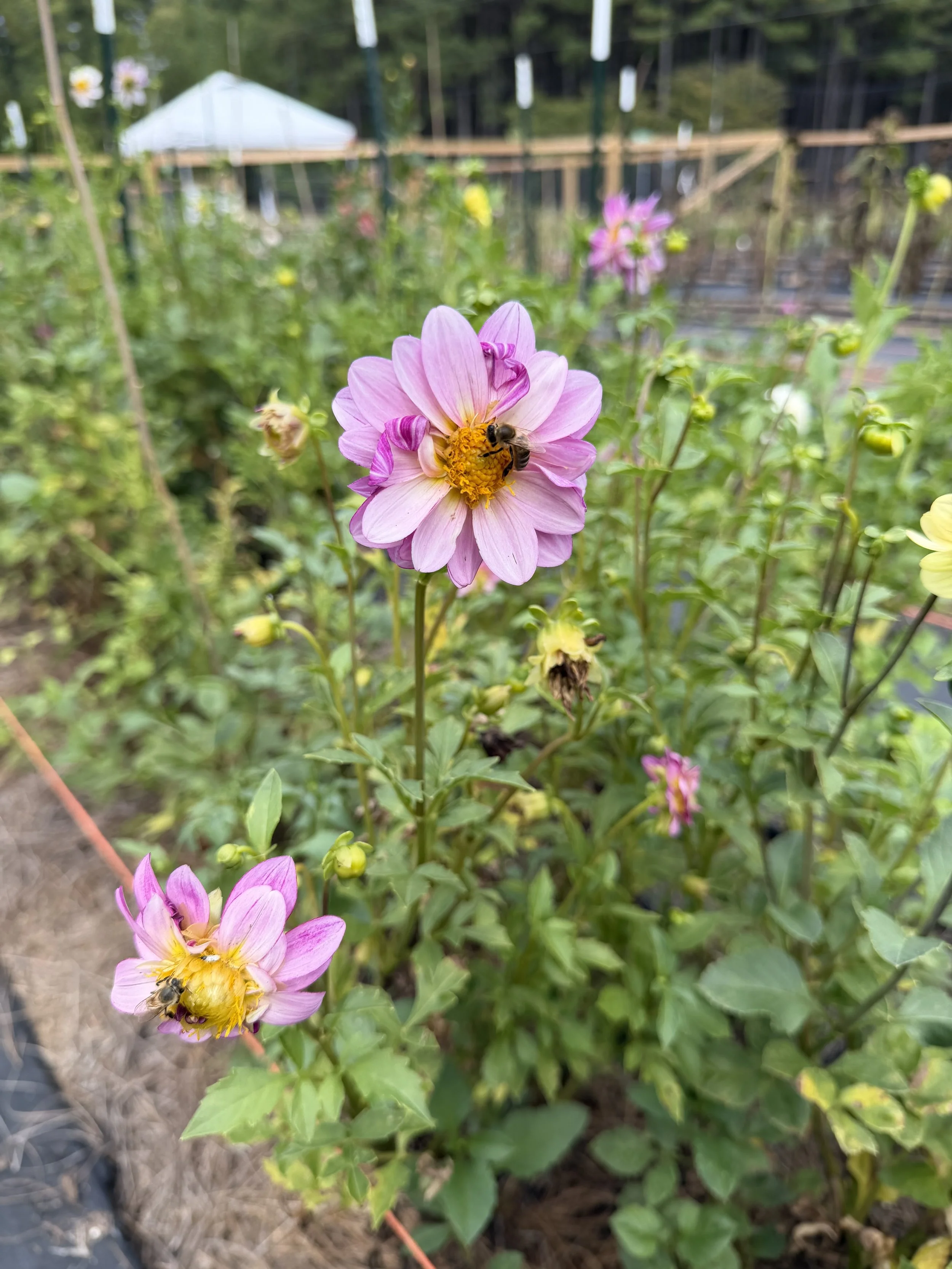IMG_1070.jpeg
